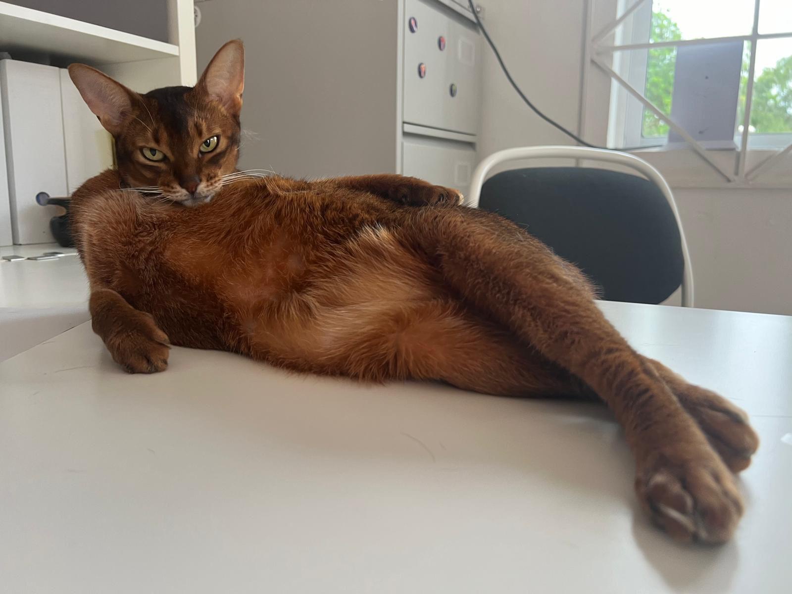 Here Comes Mr. Steal Your Girl!
