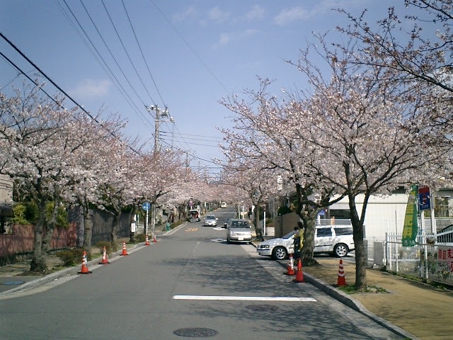 A Day to Remember: Cherry Blossom Adventures in Japan