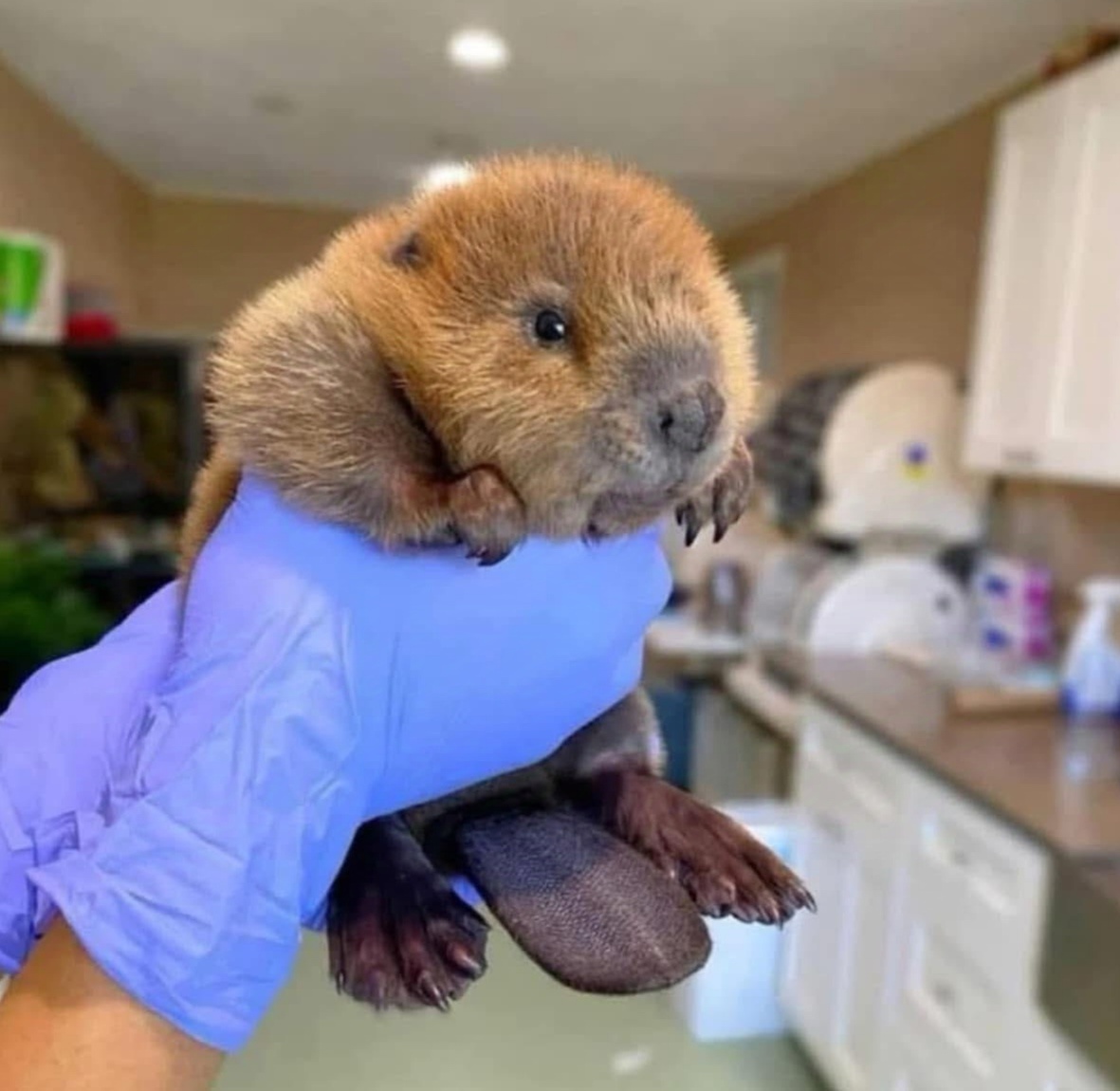 Curious Beaver: What's Going On Here?