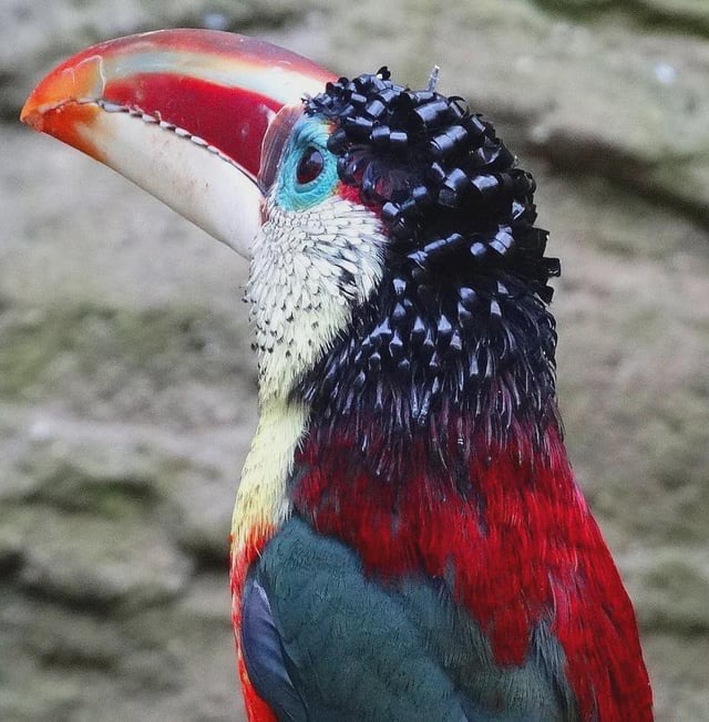 Meet Jerry, the charmingly curly-feathered friend!