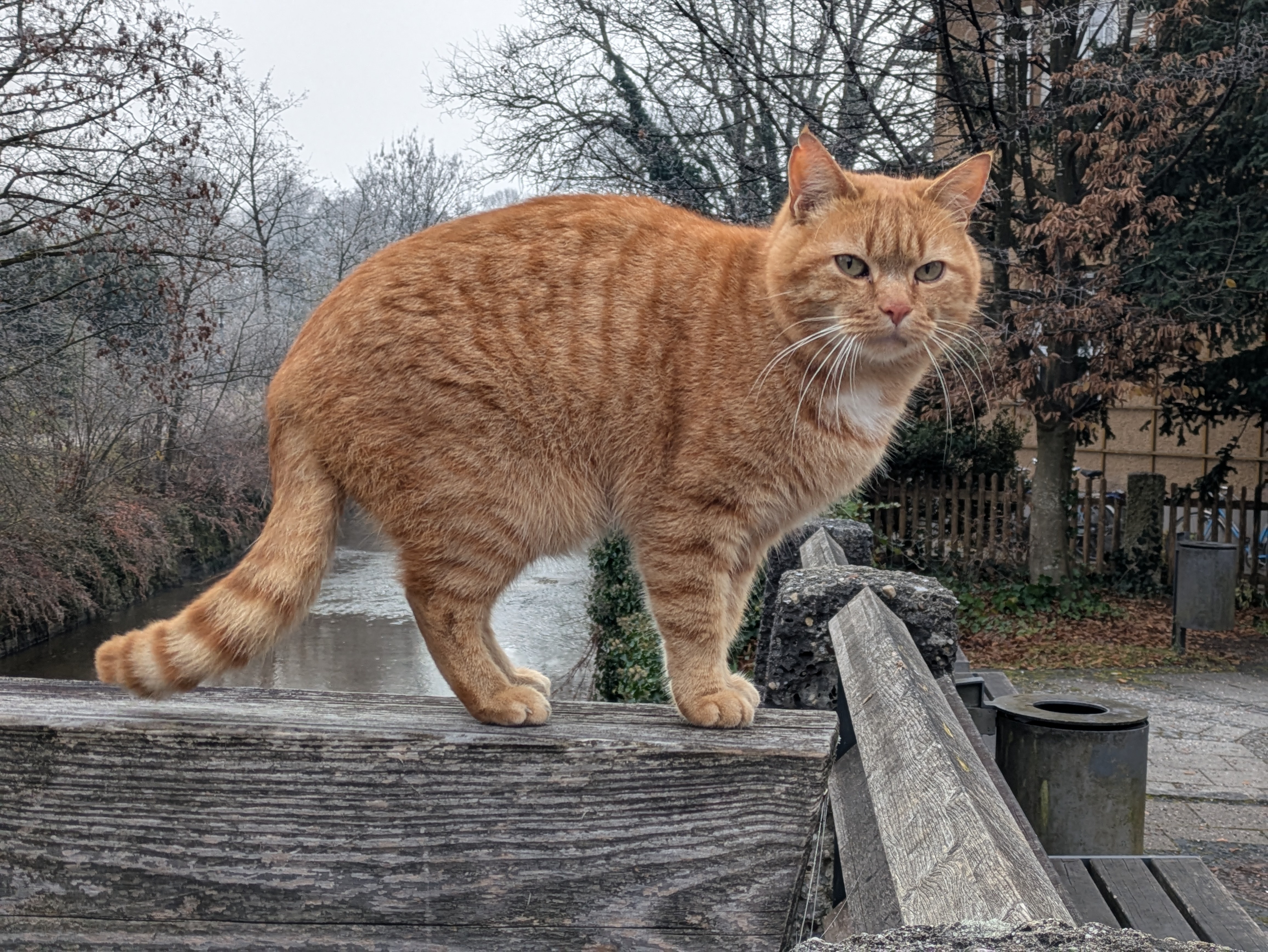This Garfield is Freezing: A Chill in the Air for Our Favorite Cat