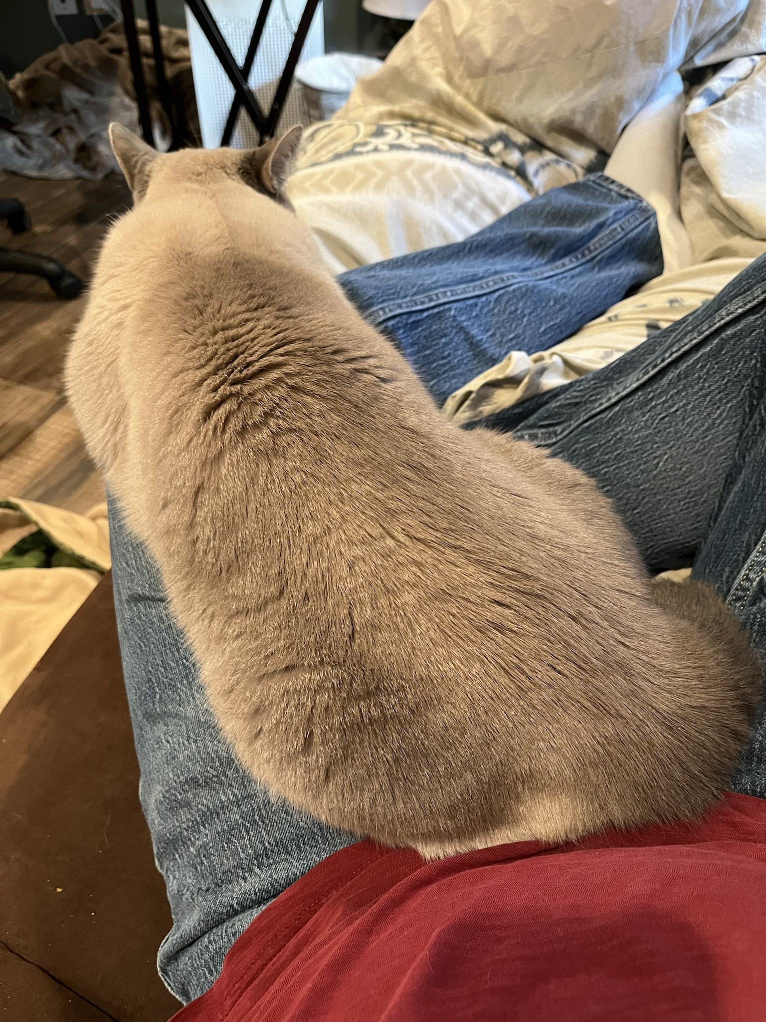 Daily Dose of Ivy: Cat Chronicles Day 319