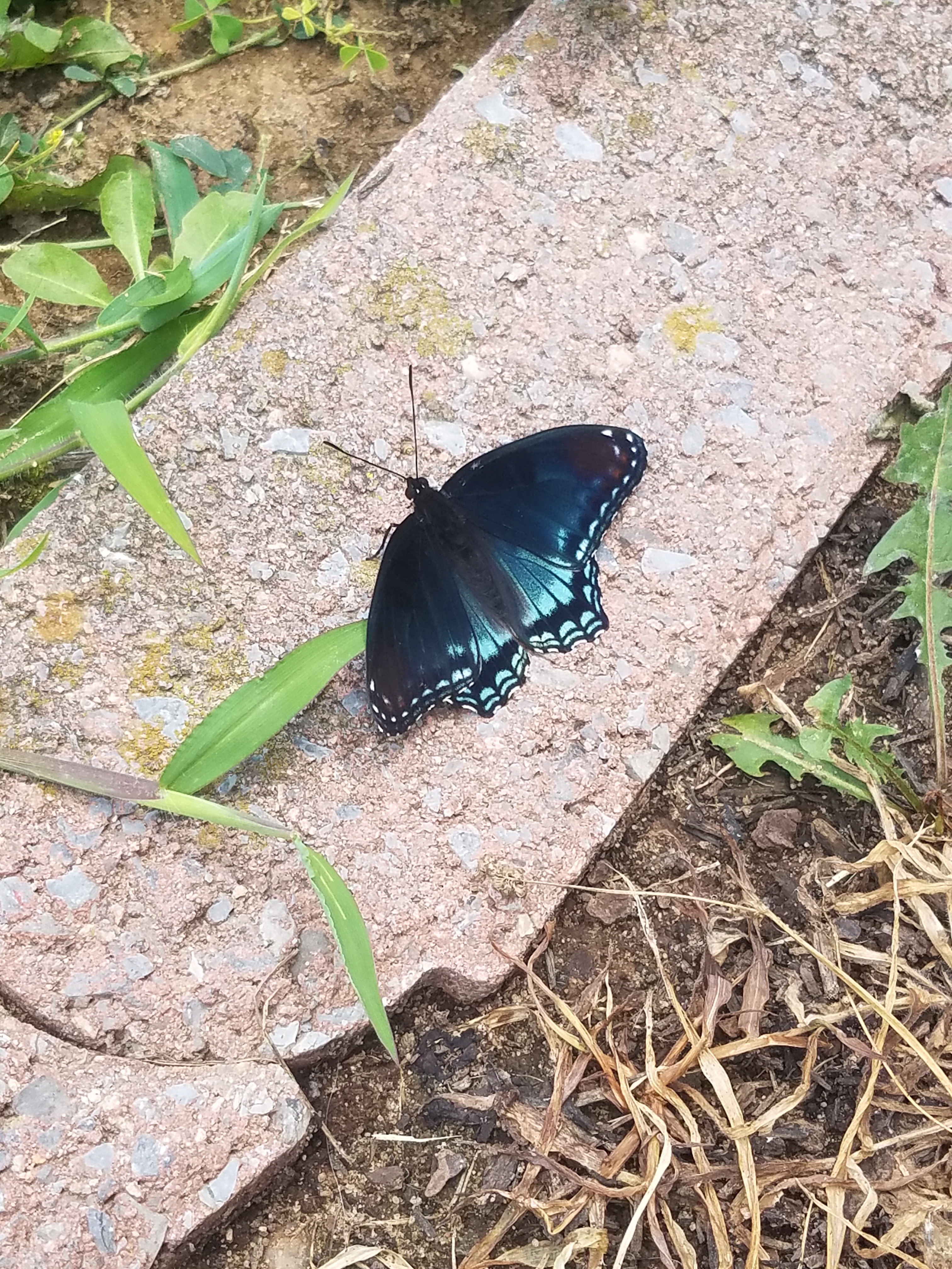 A Butterfly Soaring Through the Sky!