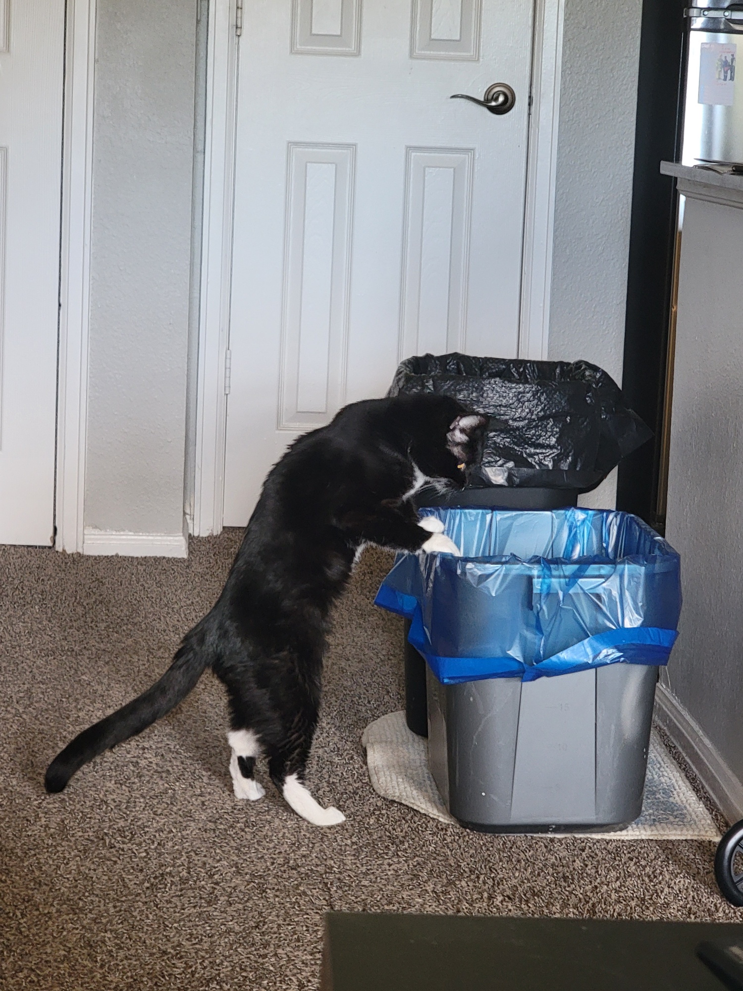 Daily Dose of Cats: #1279