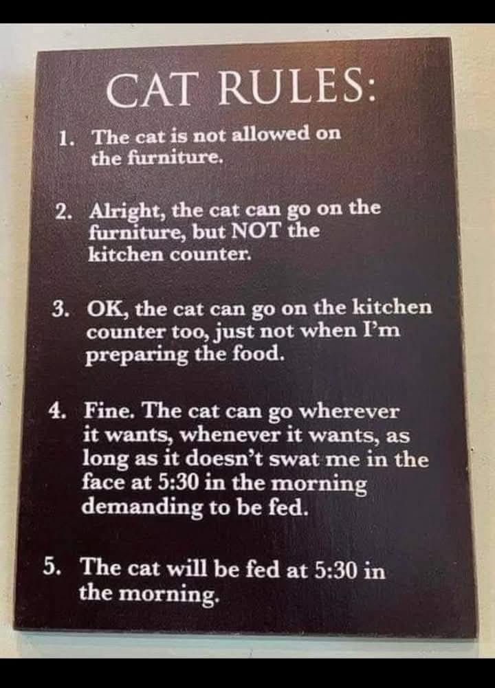 The Unwritten Rules of Cat Behavior