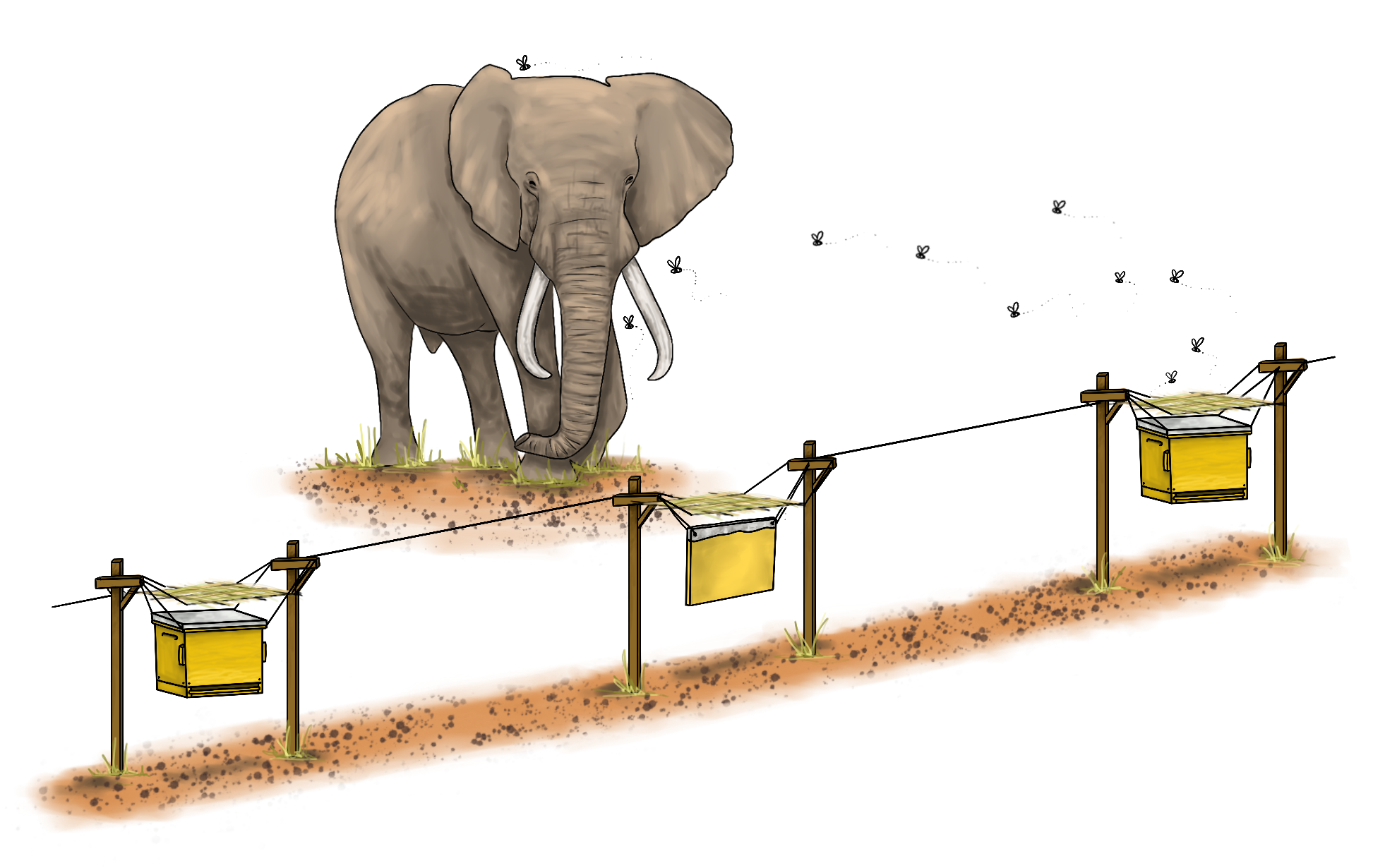 Innovative Solutions: How 'Bee Fences' Protect Farmers from Elephants and Vice Versa