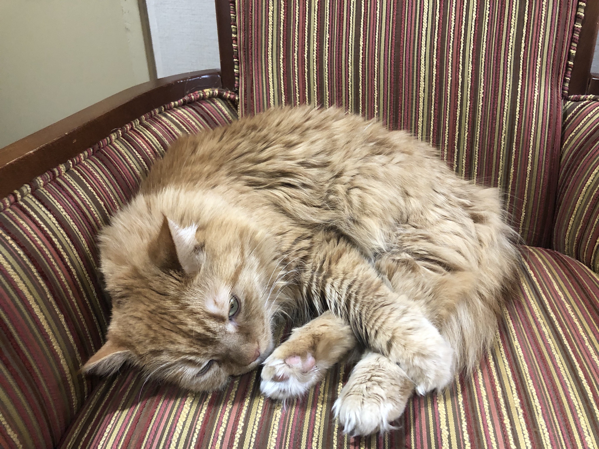 The Pumpkin's Favorite Spot: A Cozy Chair