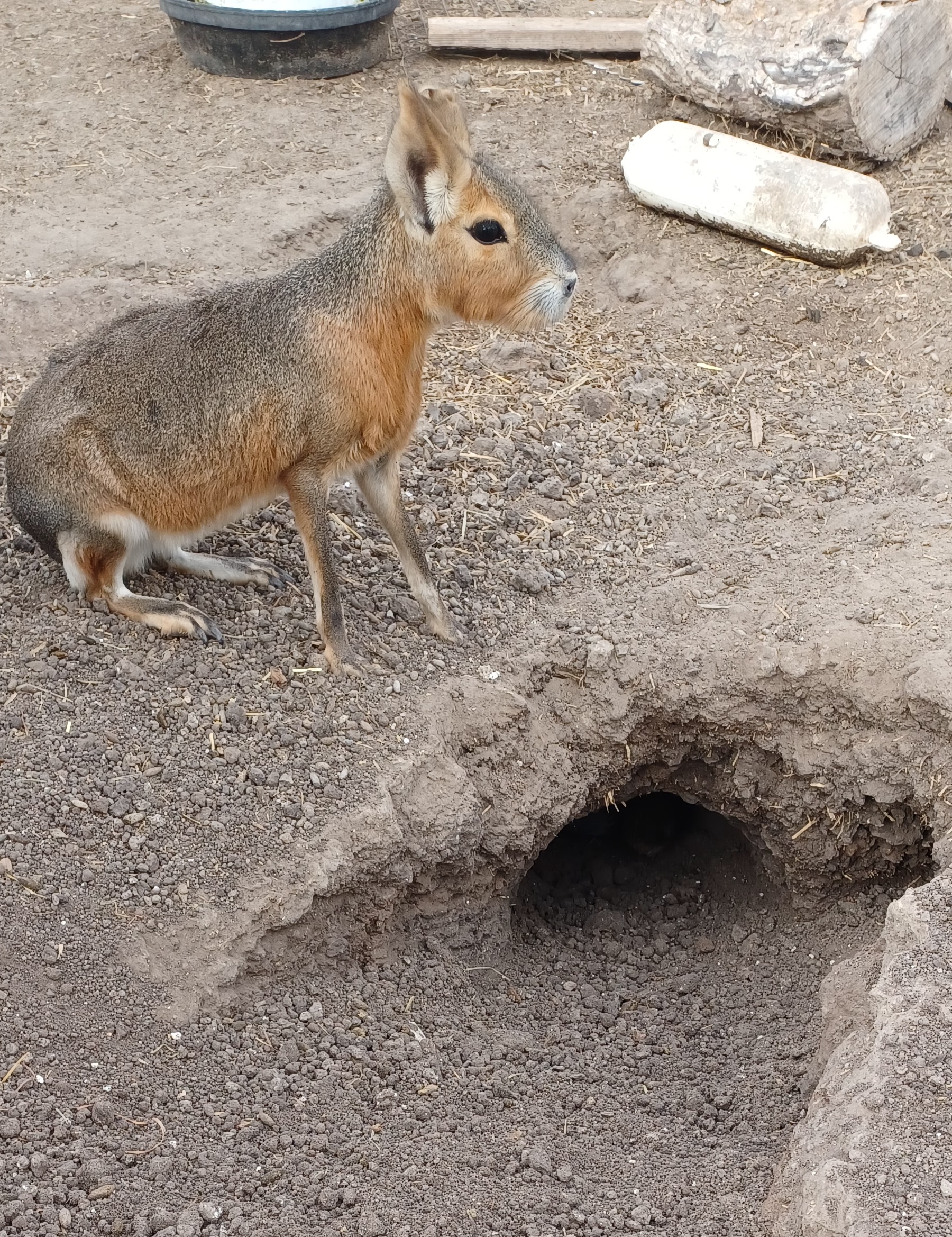 Schlitzie Posing Next to Her Impressive Burrow