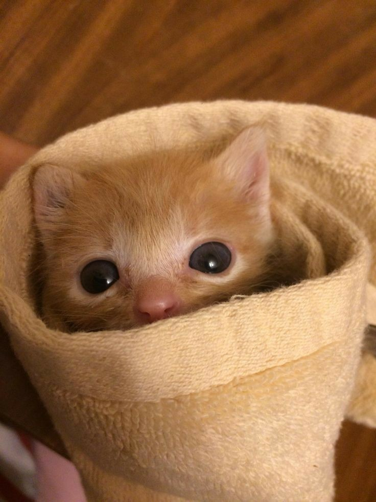 The Adorable Purrito