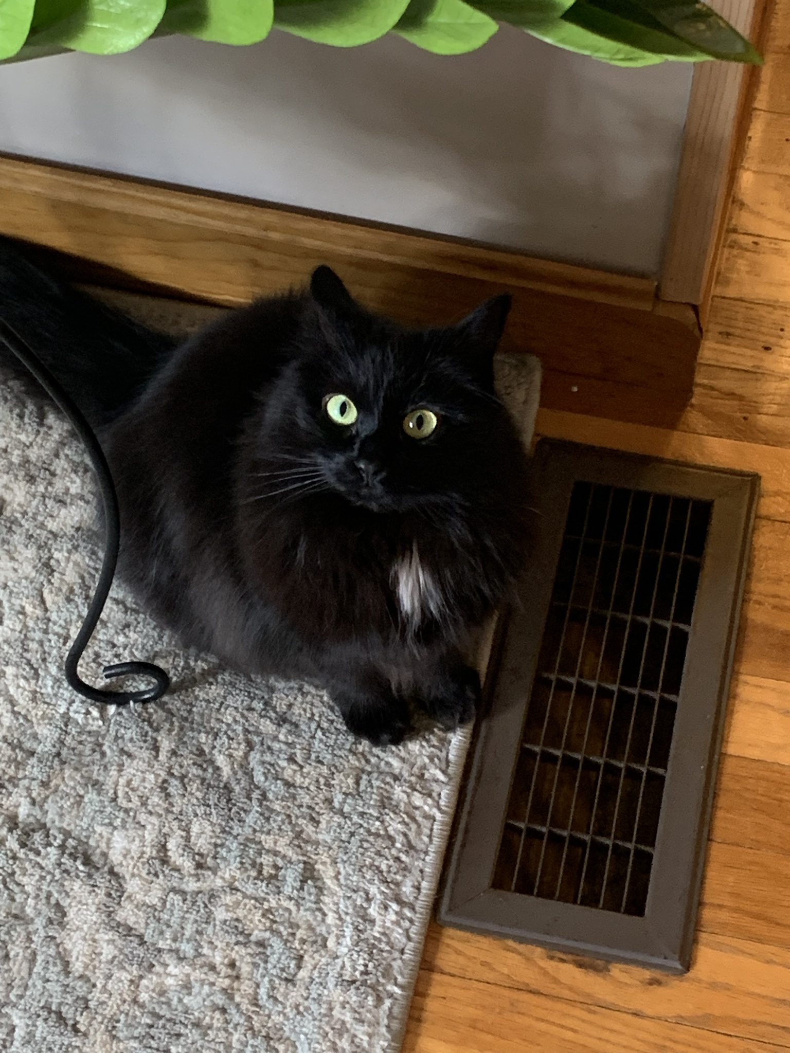 Tank is here to say hello!
