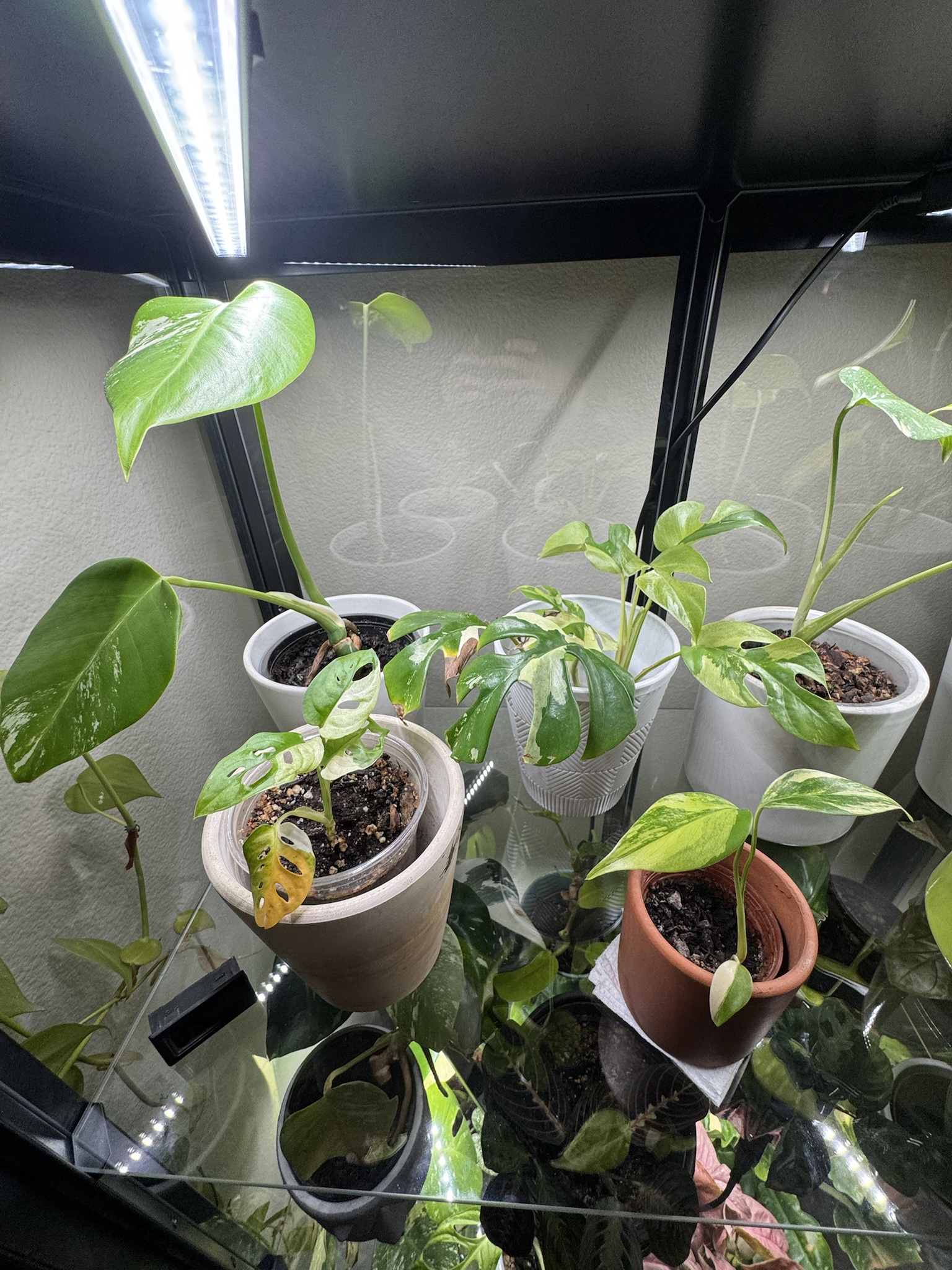 Exploring a Collection of Common to Rare Plants