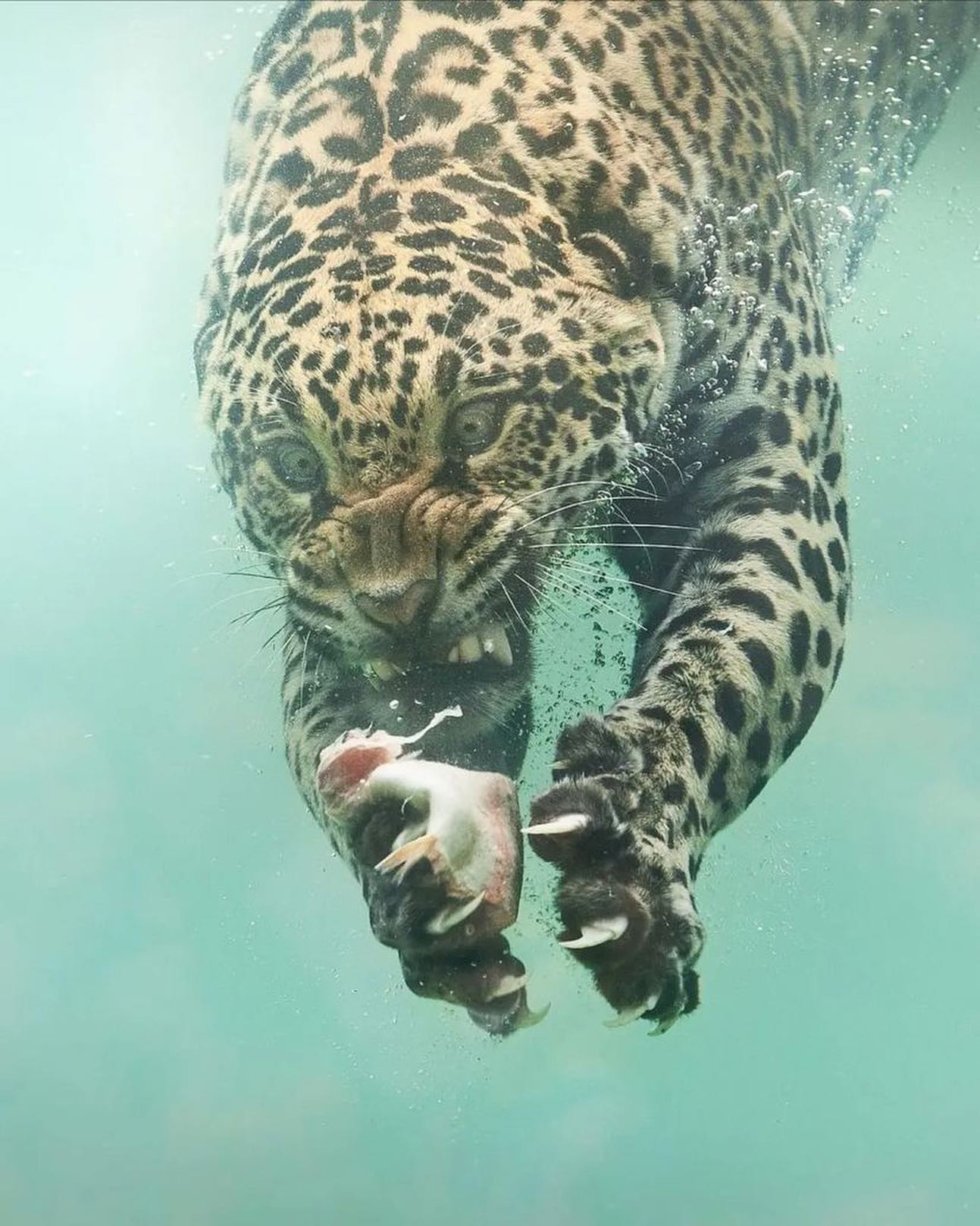 A Glimpse Beneath the Waves