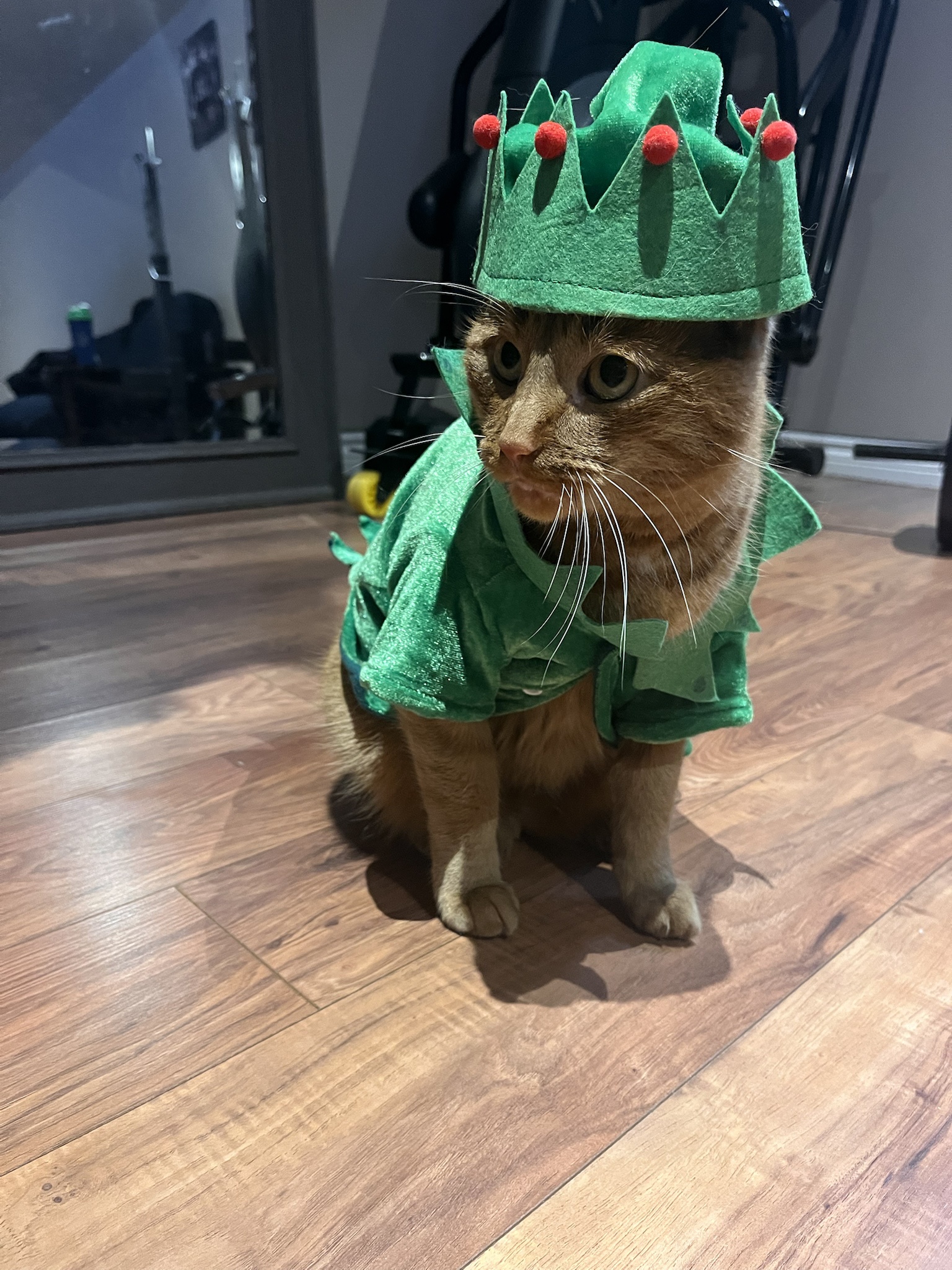 I May Not Have a Selfie, But Here’s My Adorable Elfie!