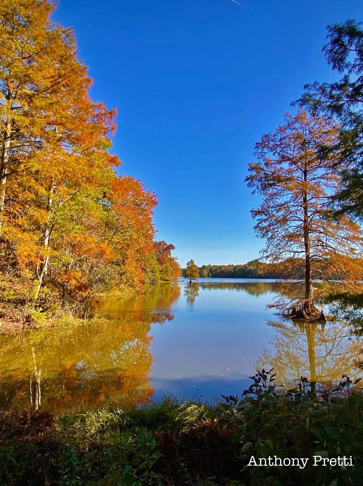 Discover the Beauty of Trap Pond State Park