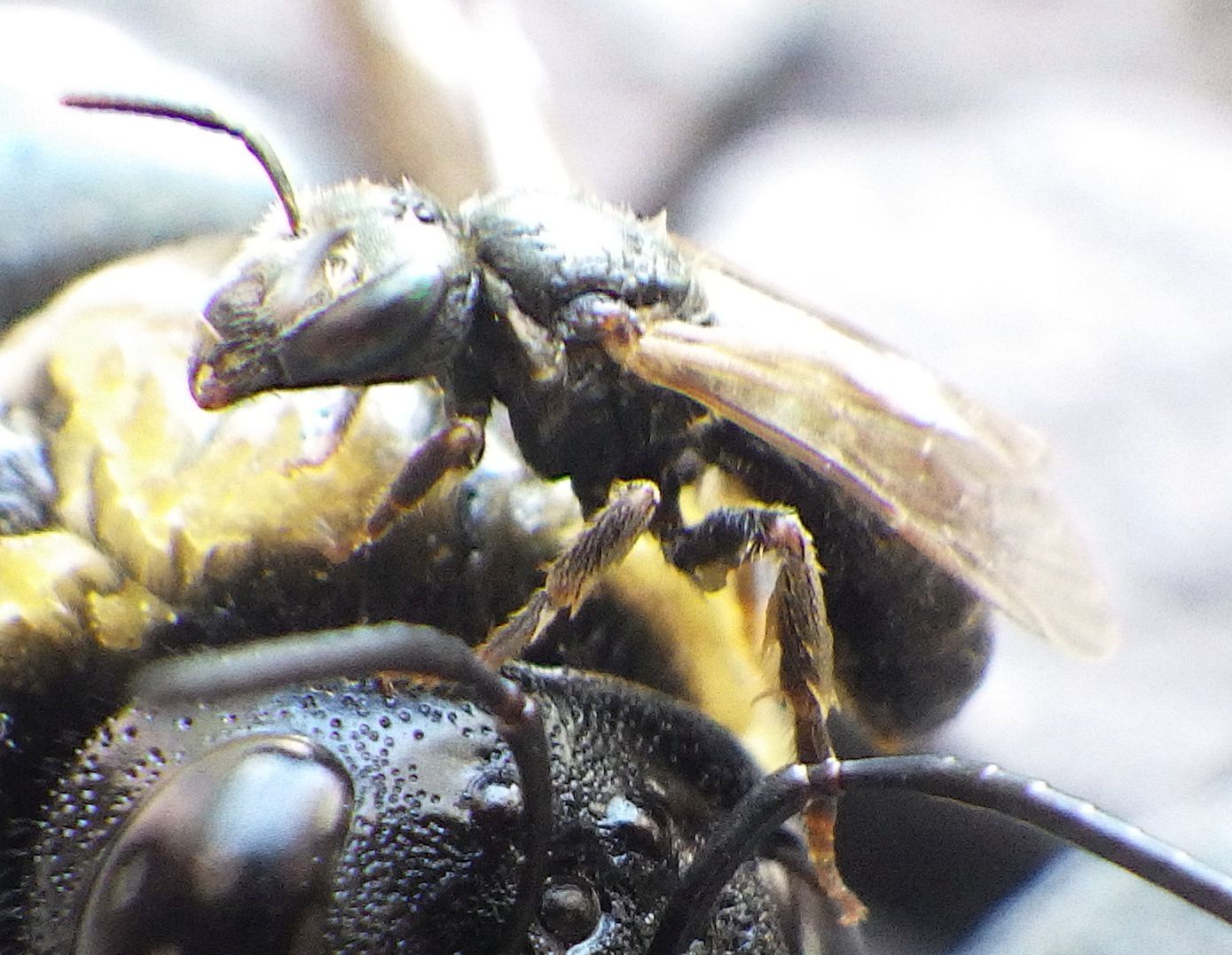 Epic Bee Battle: Nature's Fiercest Fighters Clash!