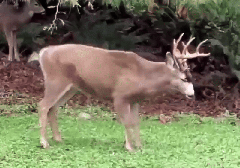 The Shaking Deer Dance