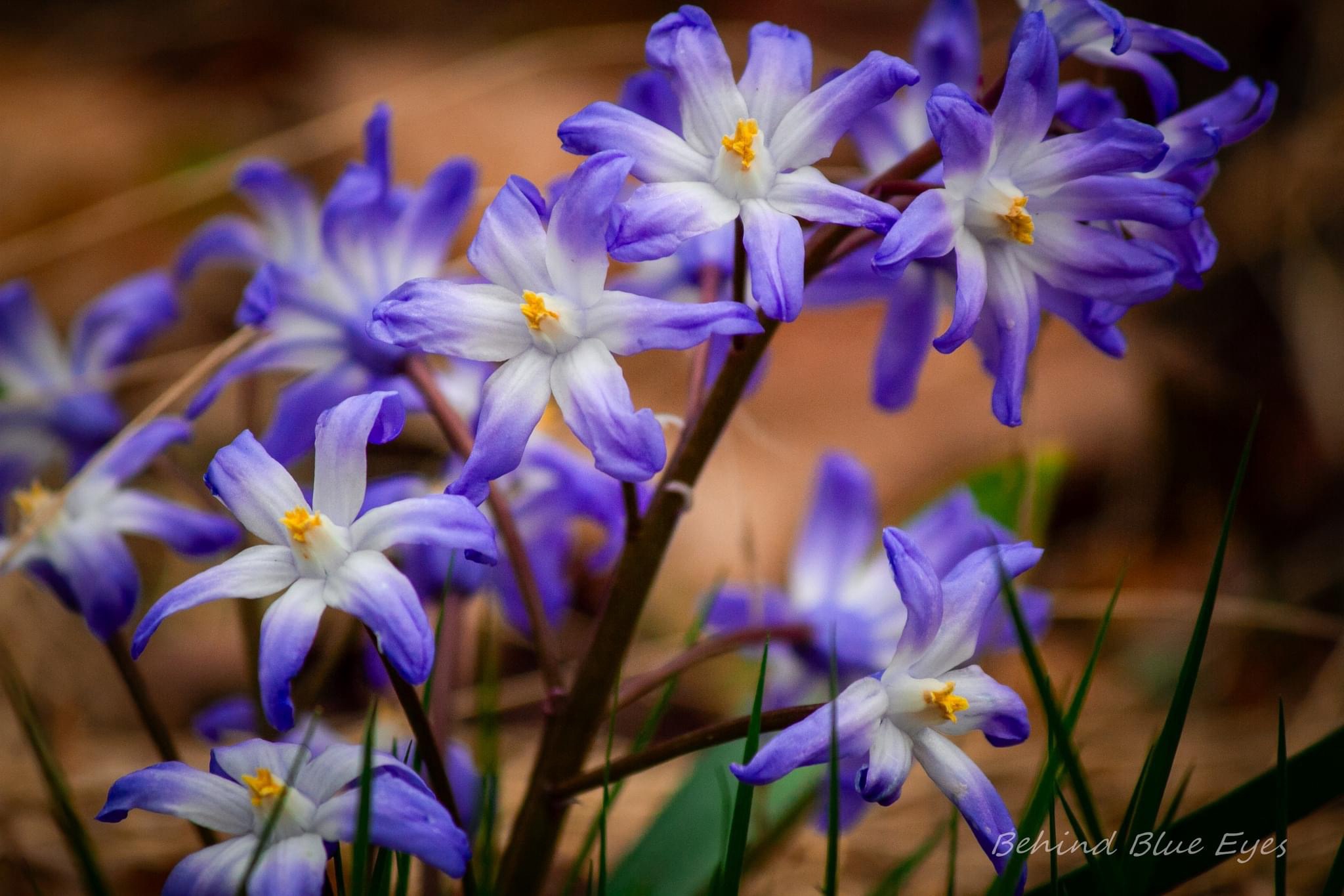 Blooming Beauties: A Celebration of Flowers