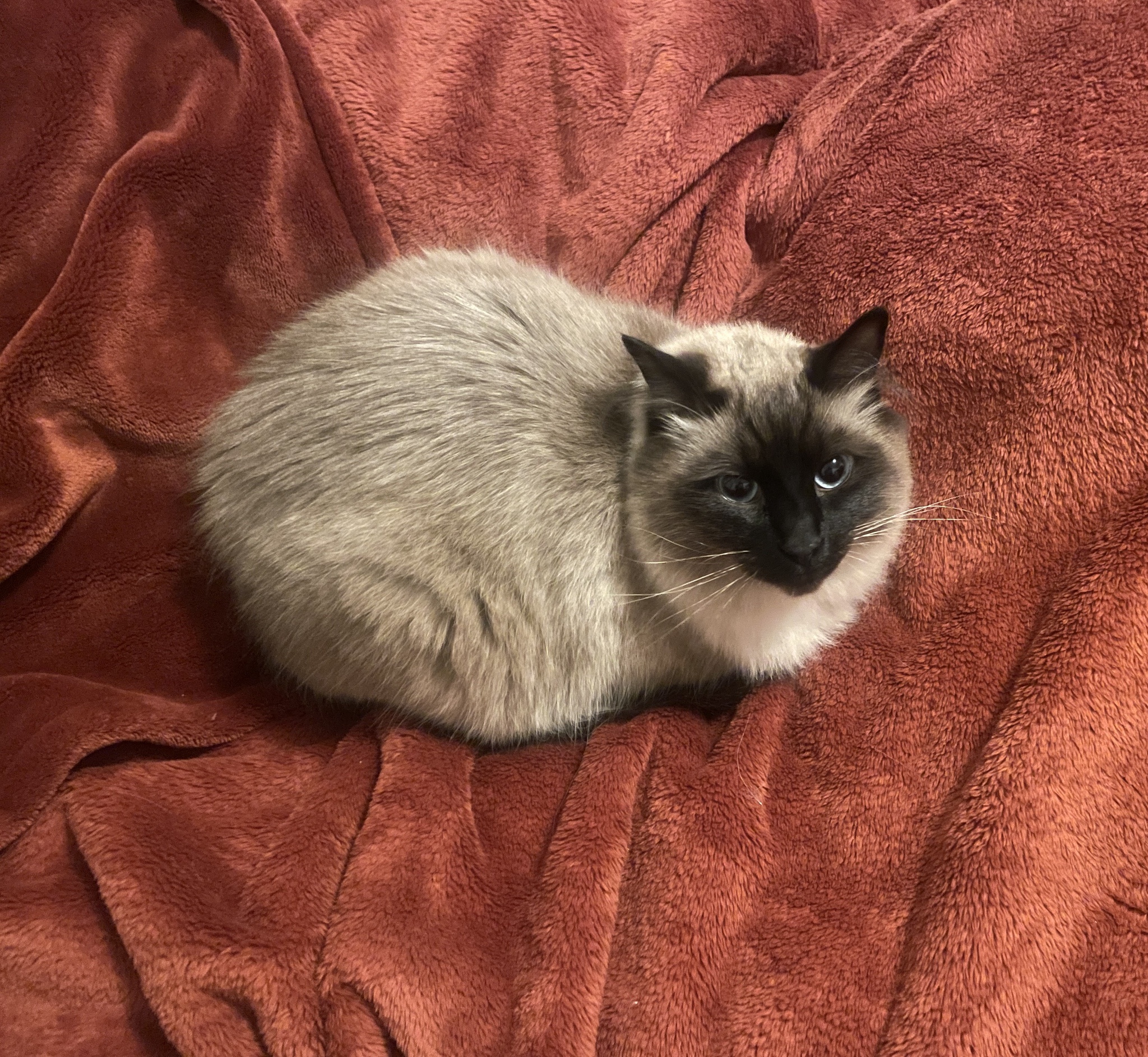 The Enigmatic Nikoaf