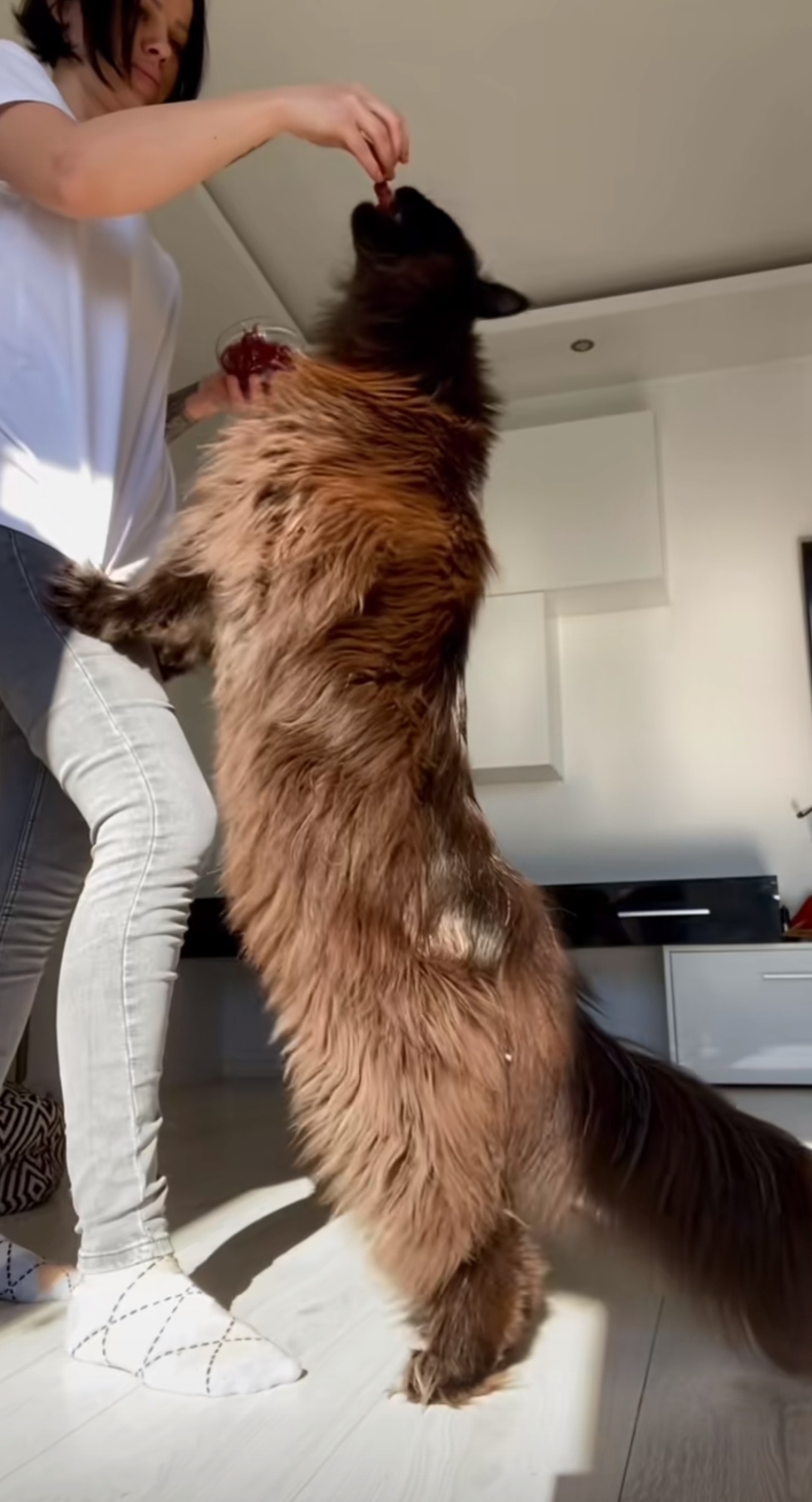 Meet the Big Kitty: A Feline Marvel