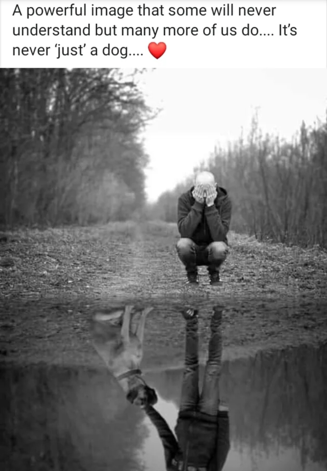 Dogs: More Than Pets, They're Family