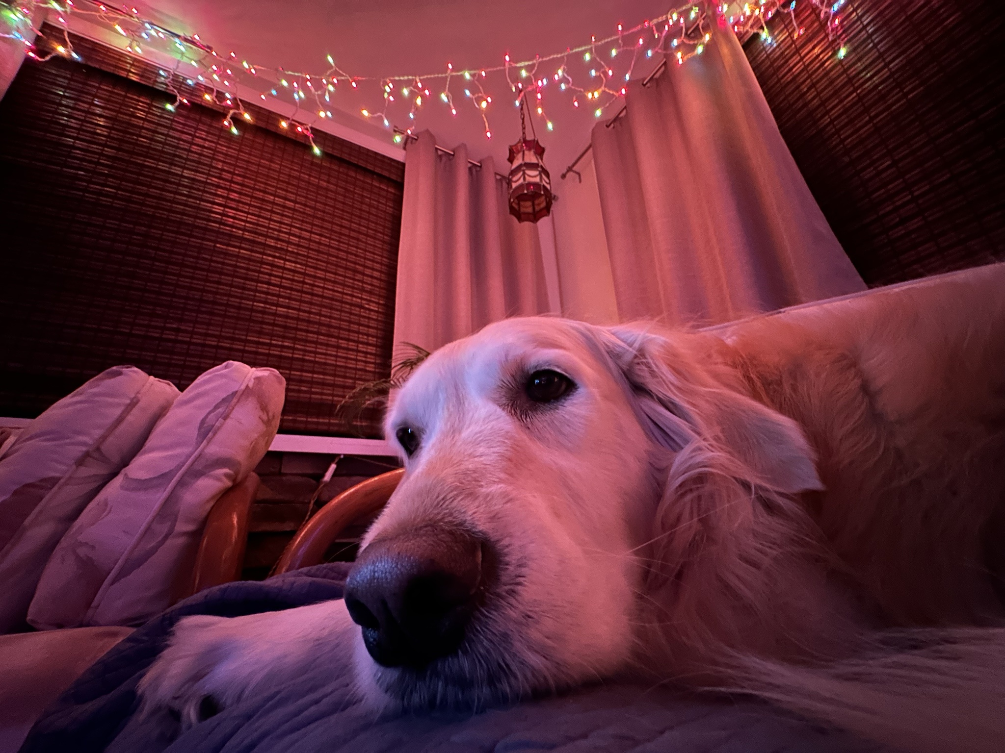 Meet my adorable Christmas Golden Retriever!