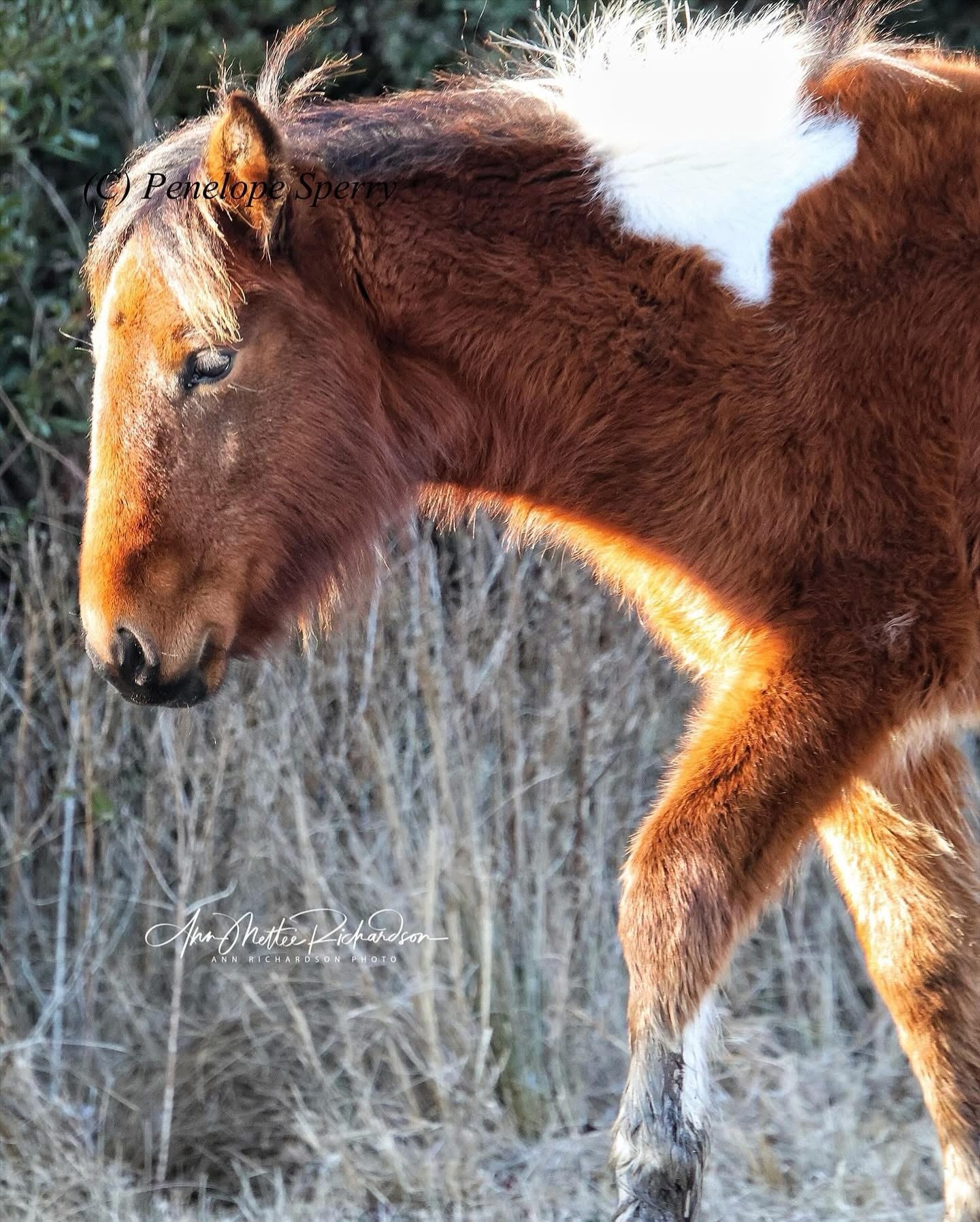 Meet the Adorable Fuzzy Filly