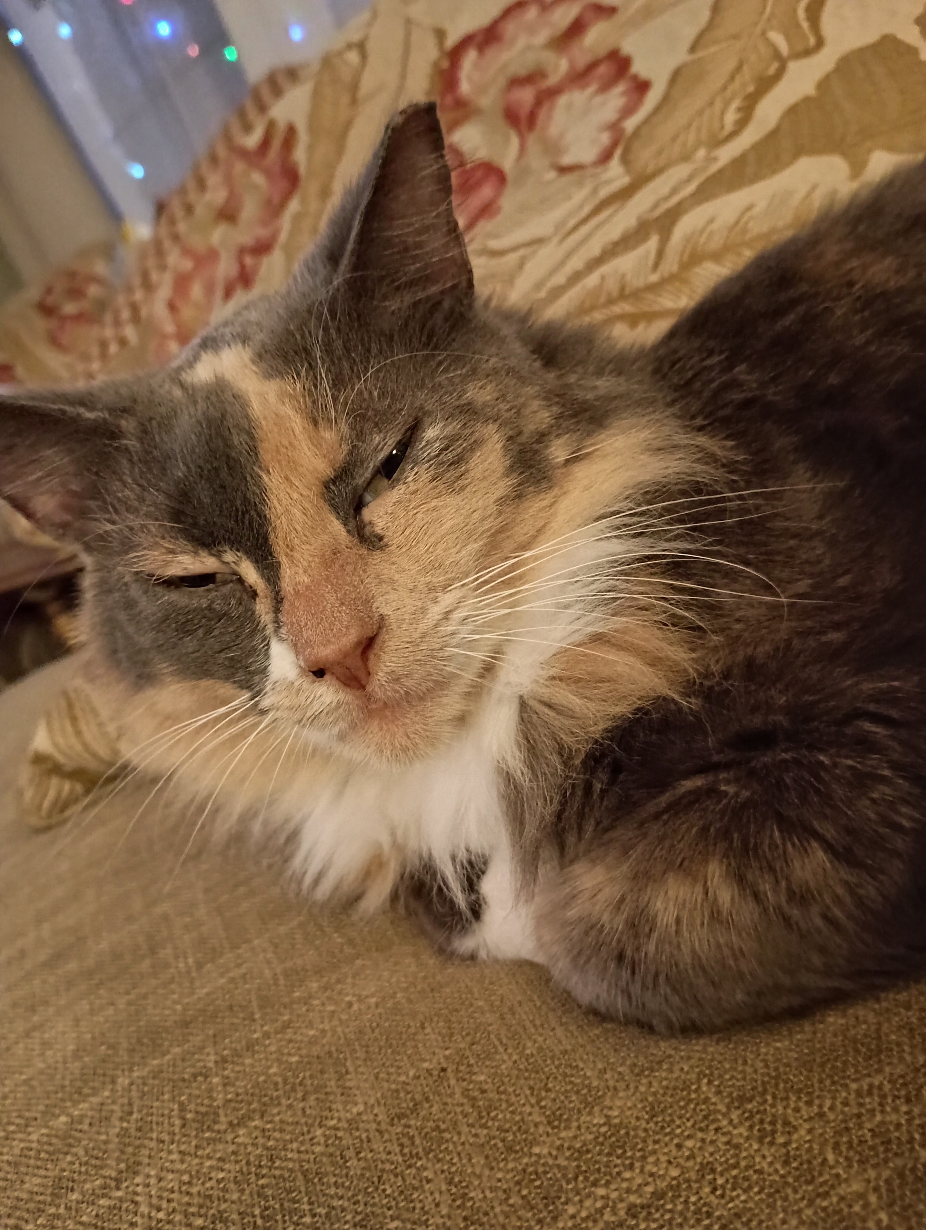 Celebrating Cake Day with My Cat Cookie Dough!