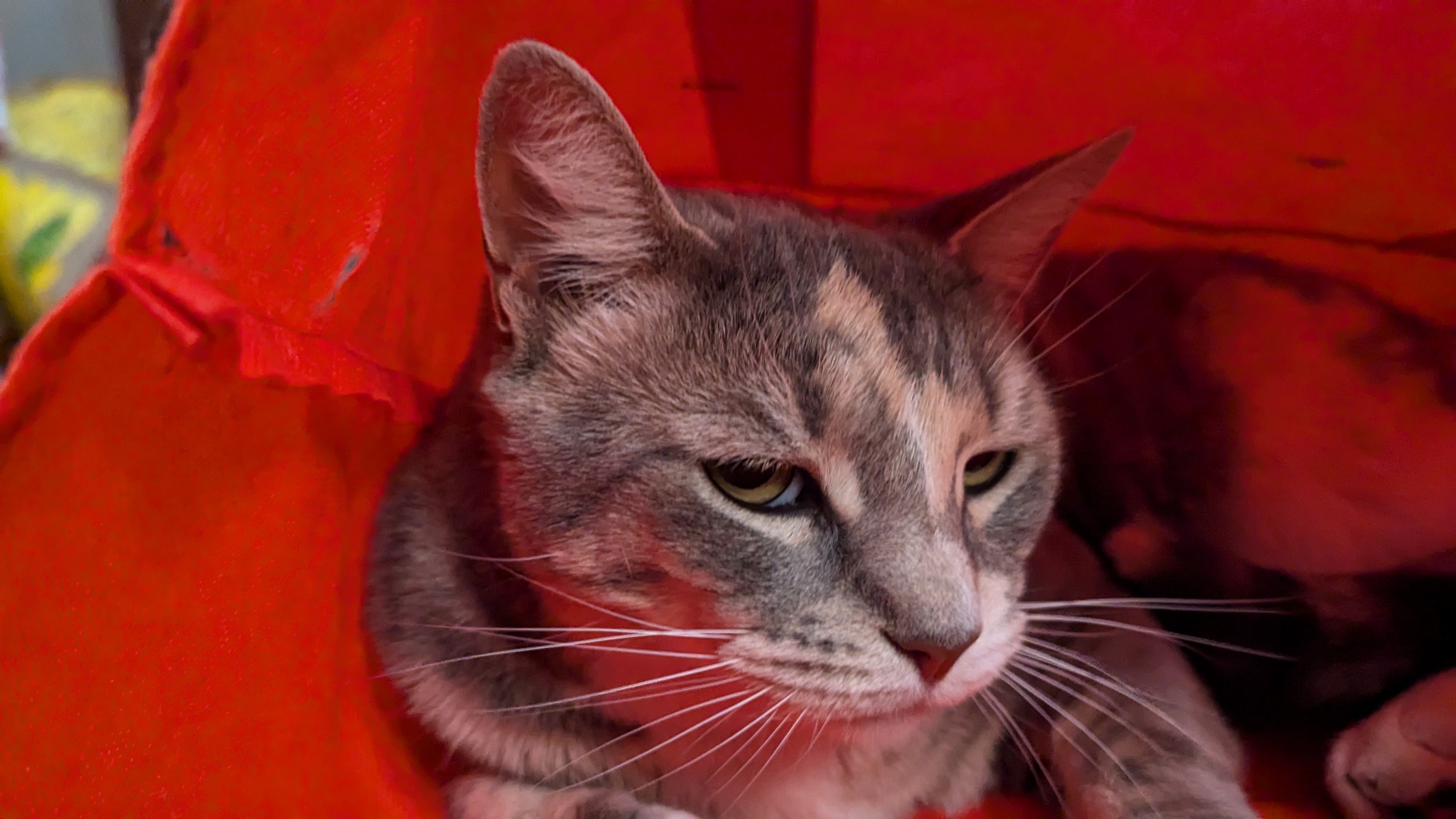 Moxie’s Joyful Celebration of Fall Caturday