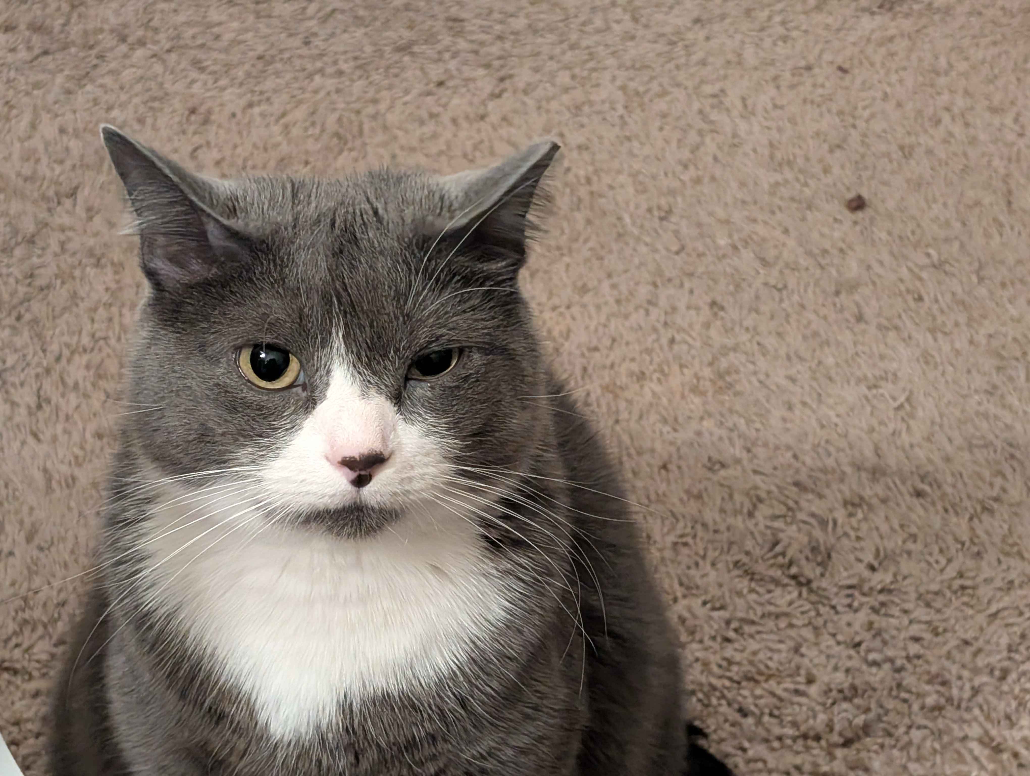 A Night of Fun: My Cat's Hilarious Reaction to My One-Eyed Stunt