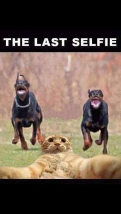 Adorable Doggo Shenanigans!