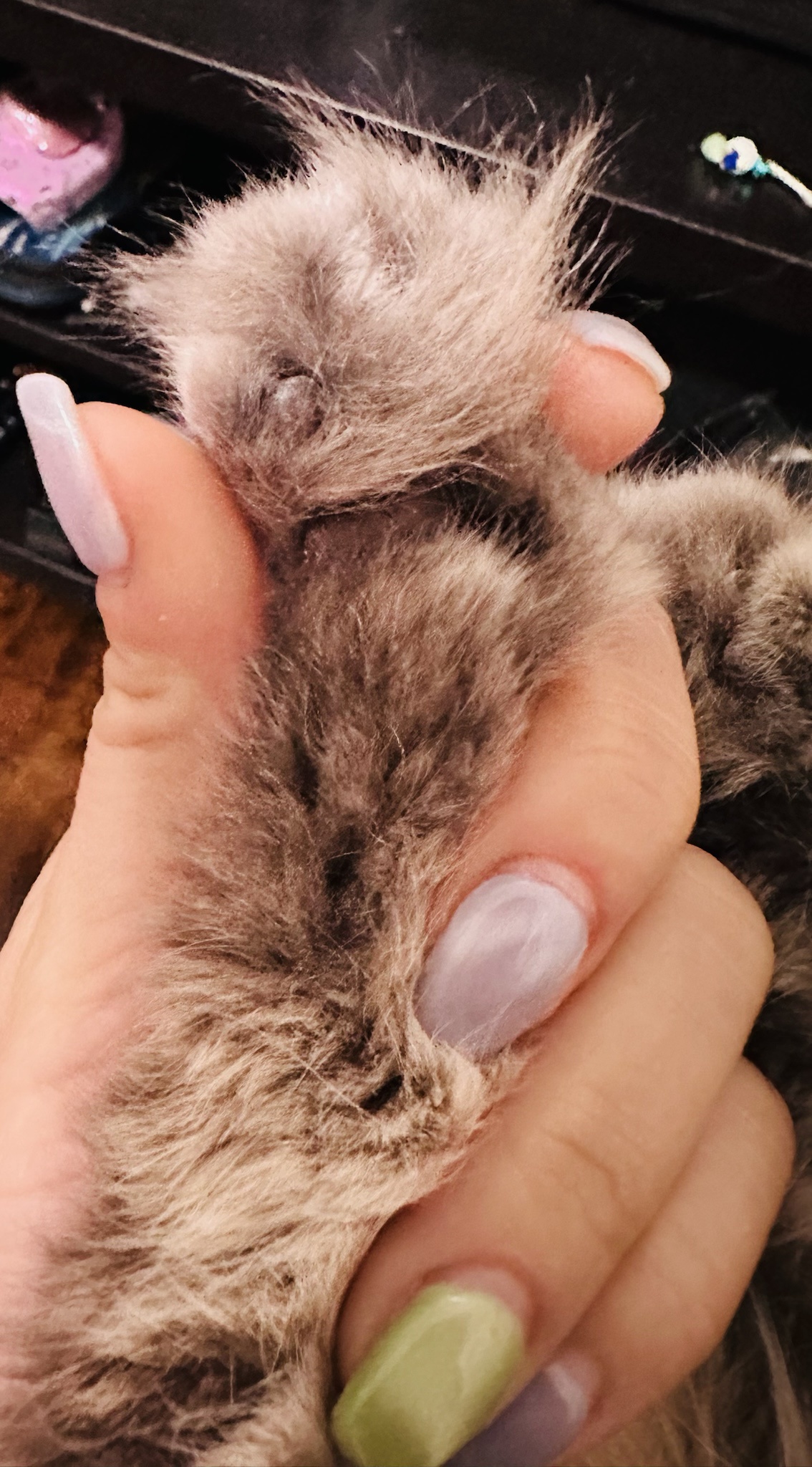 Adorable Toe Beans: A Furry Delight