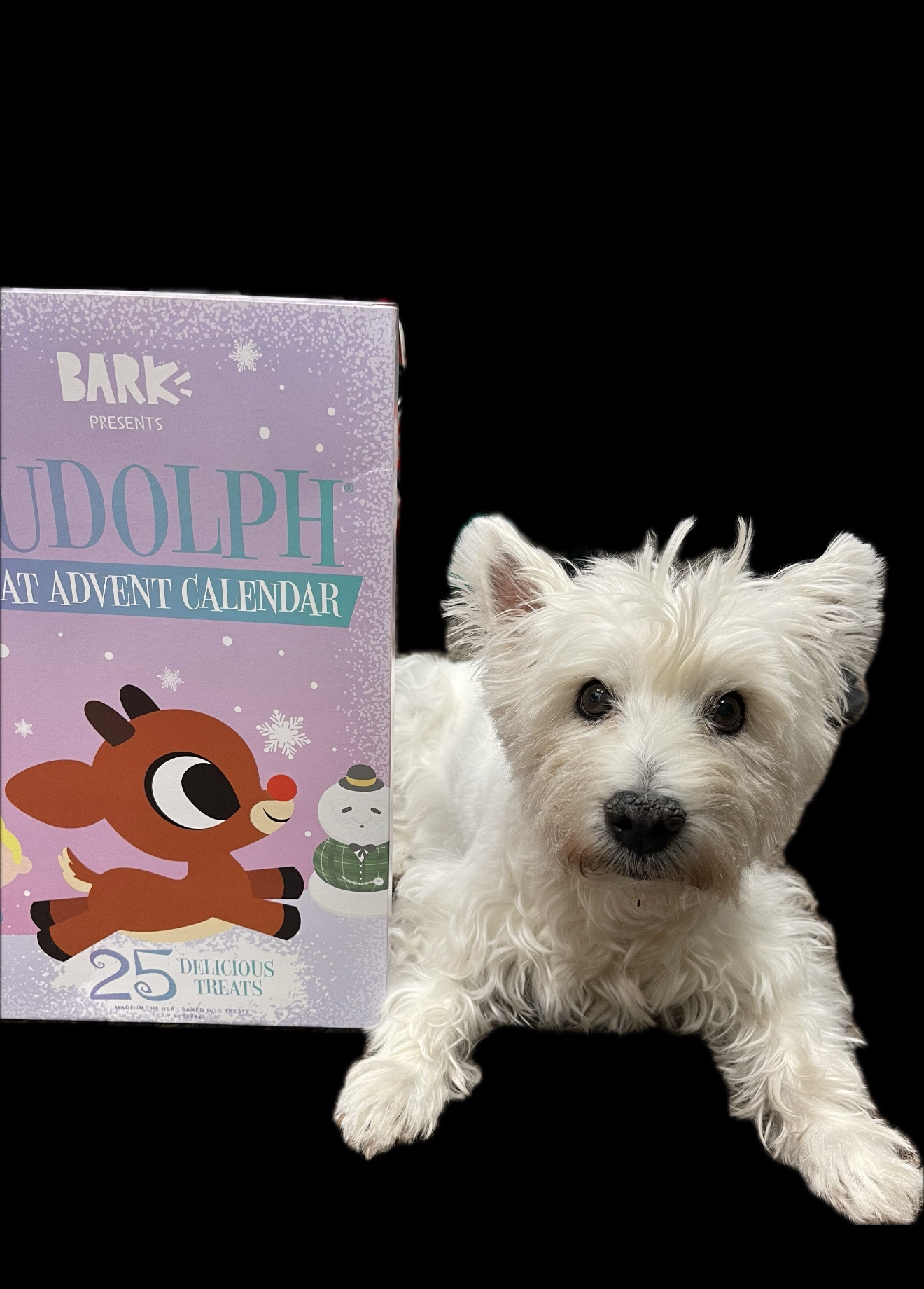 Lily's Adventures with Last Year's Advent Calendar