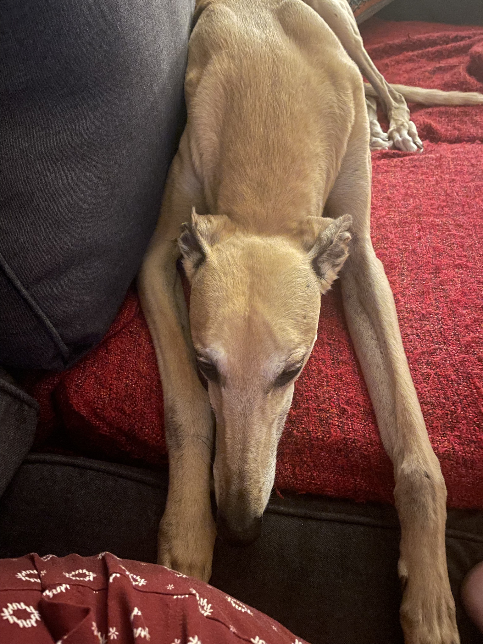 Time for a Break: Meet the Intermission Dog!