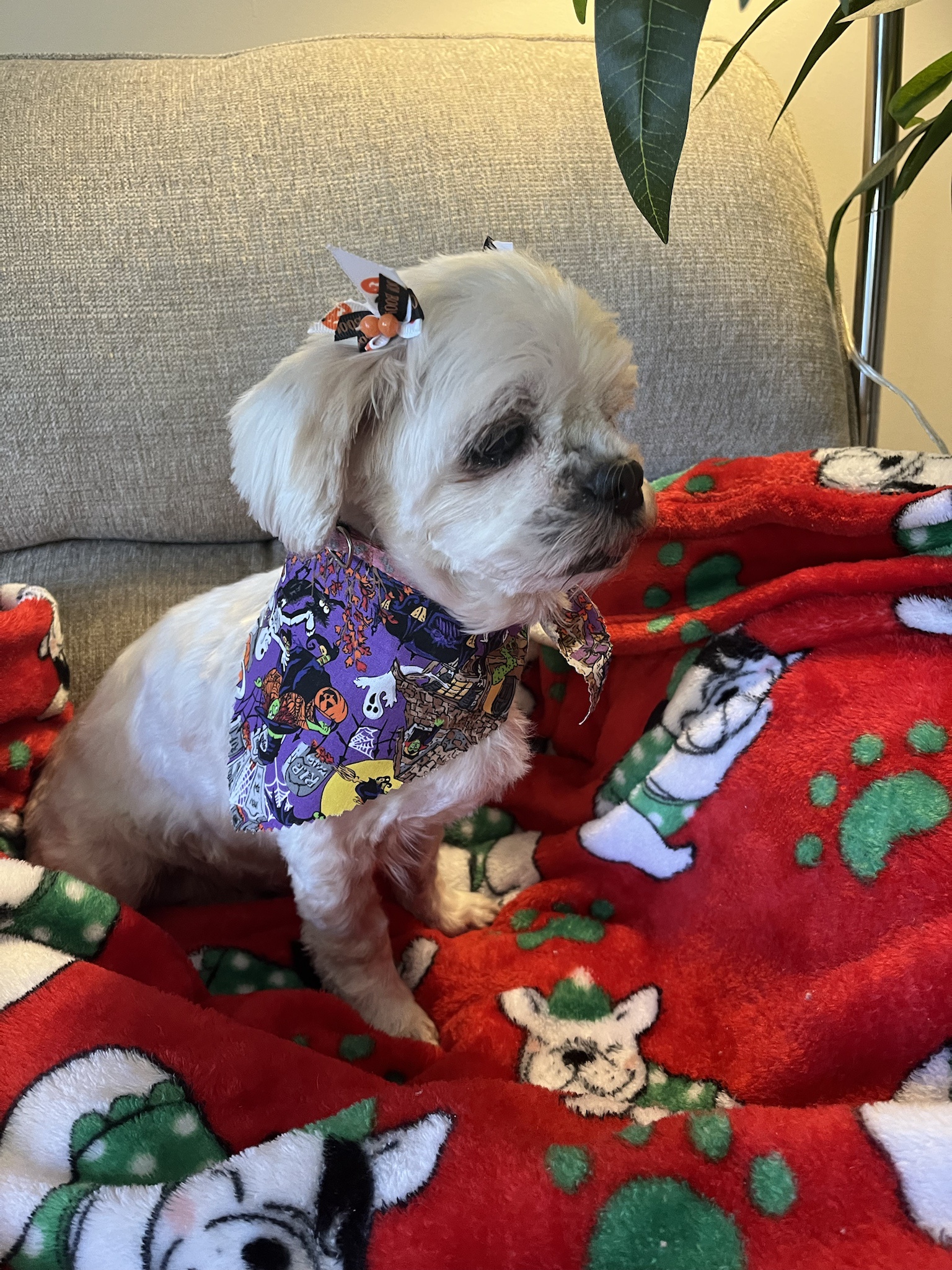 Gigi has crossed the rainbow bridge, forever in our hearts