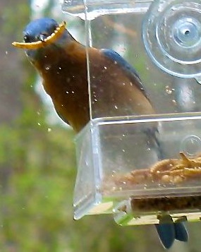 Spotted: The Early Bird in Action!