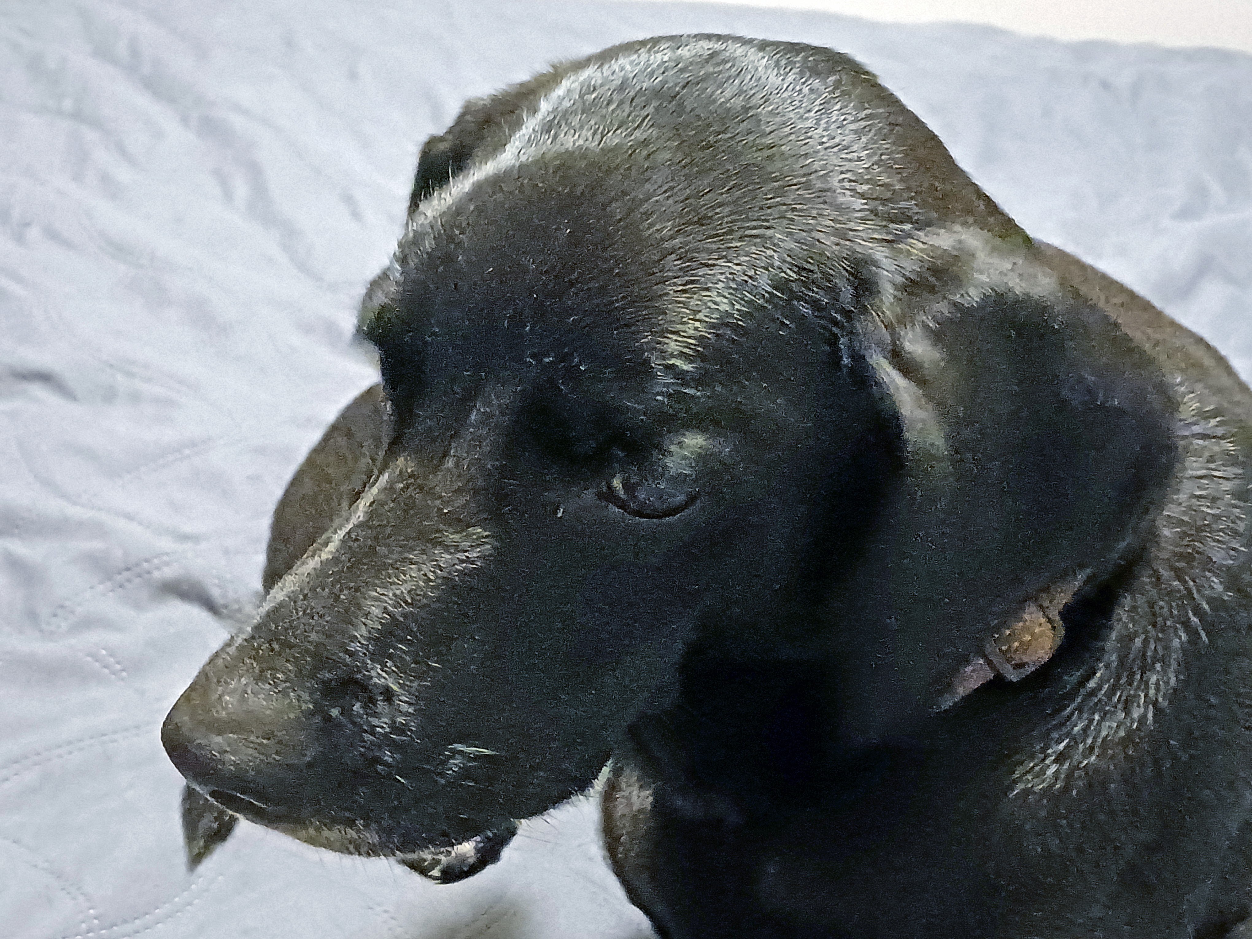 Introducing Our Beloved Black Lab Mix