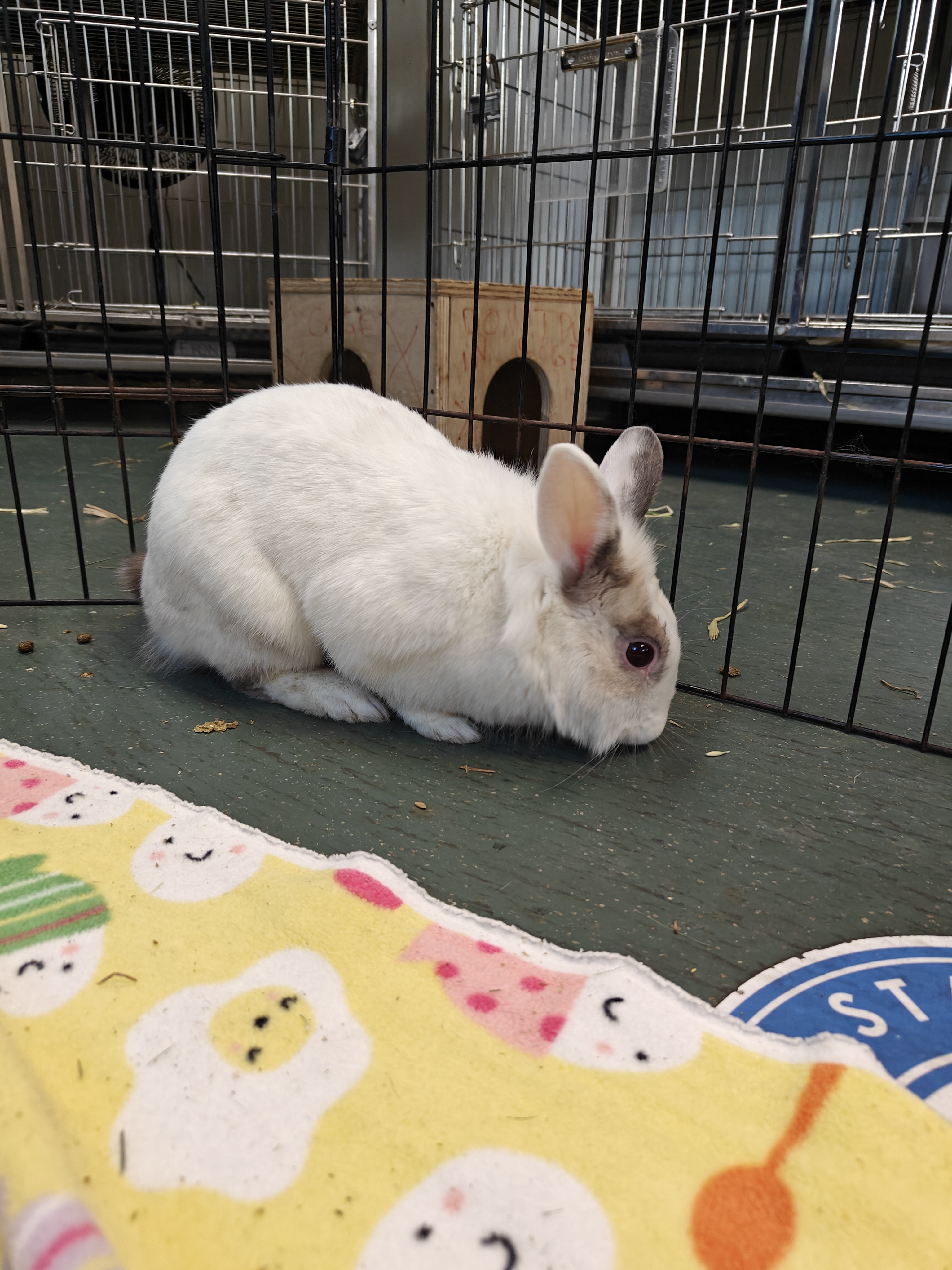 Meet Our Furry Friends: Volunteering with Rabbits at the Local Shelter