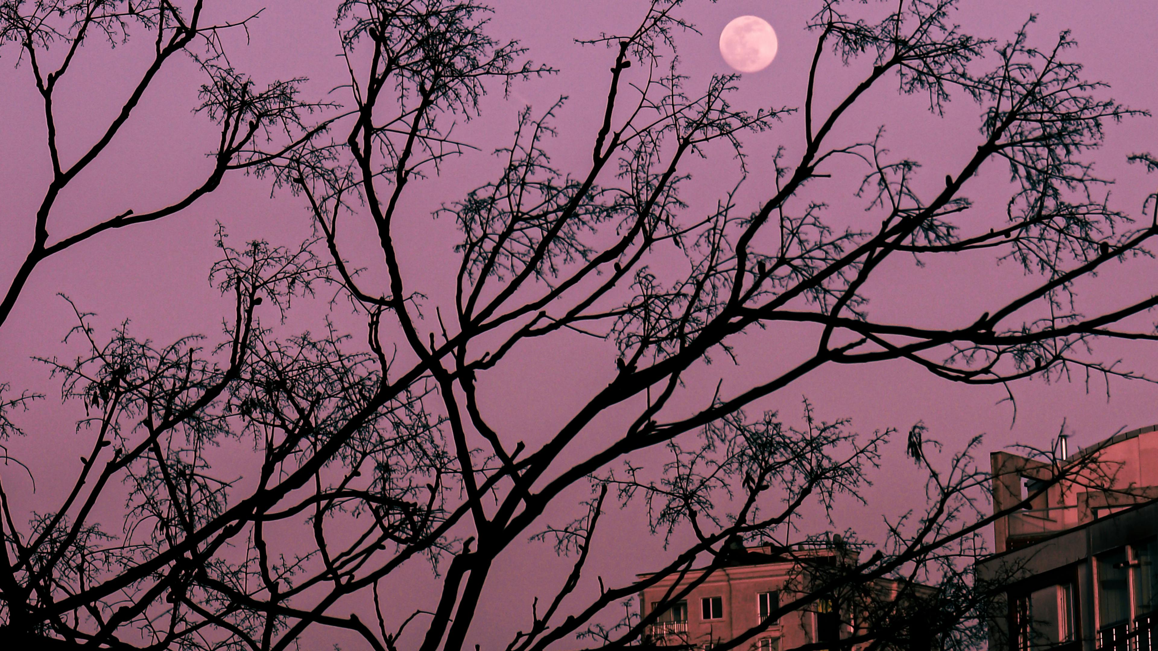 A serene moonlit stroll through the urban forest