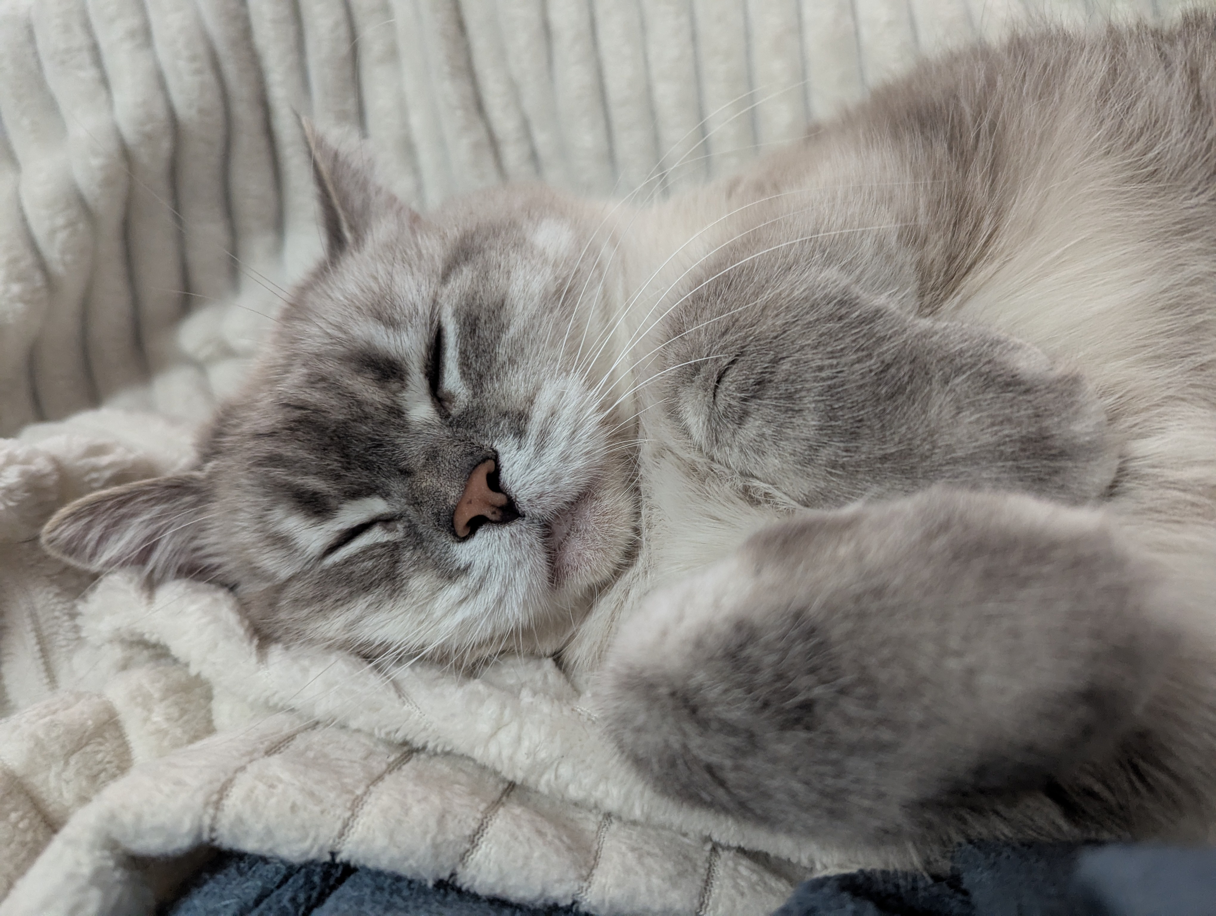 Meet my adorable chonky raccoon buddy