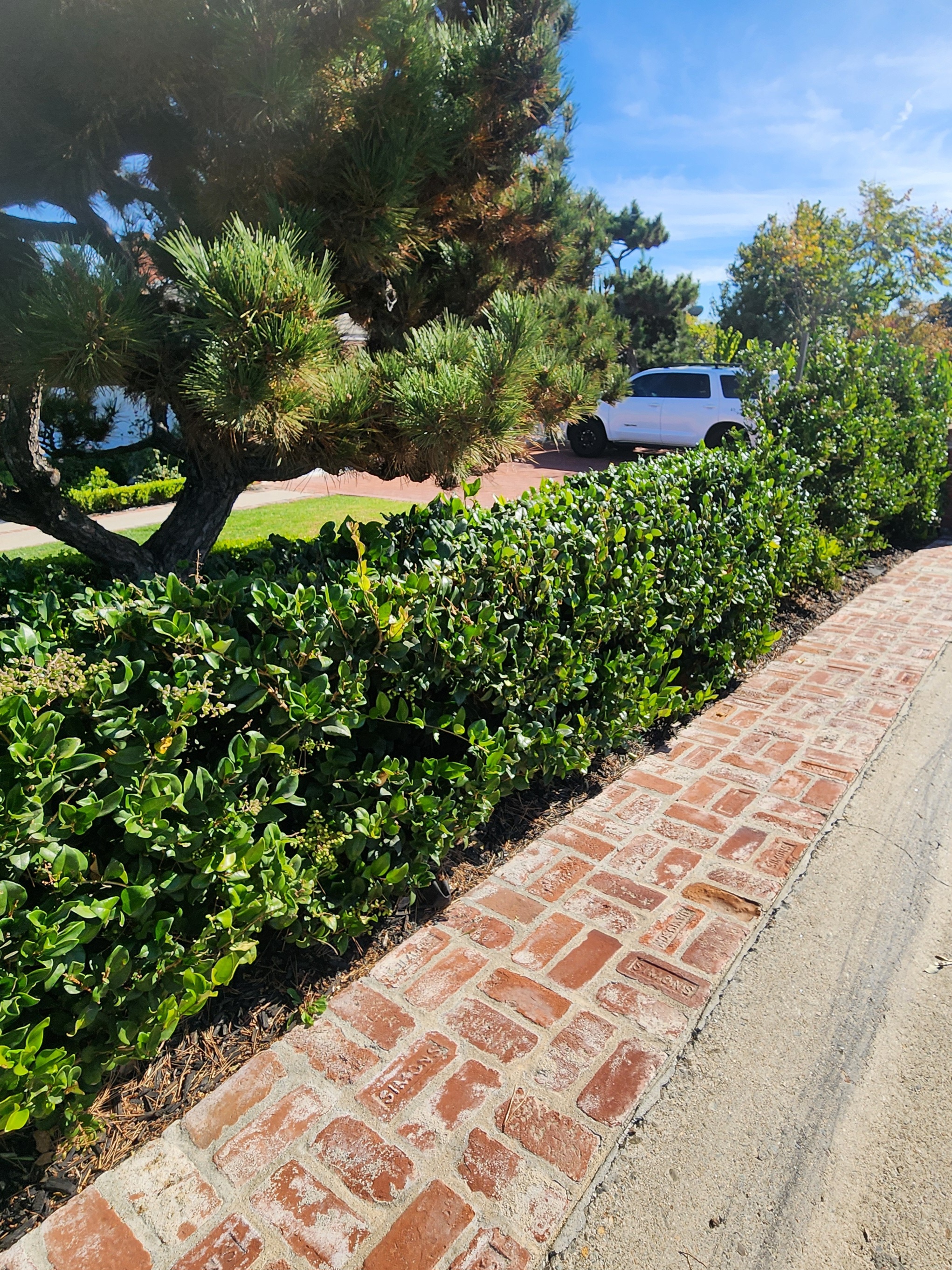 Meet My Texas Privet: Three Years of Growth