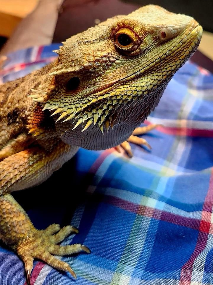 Meet the Bearded Dragon: A Scaly Companion