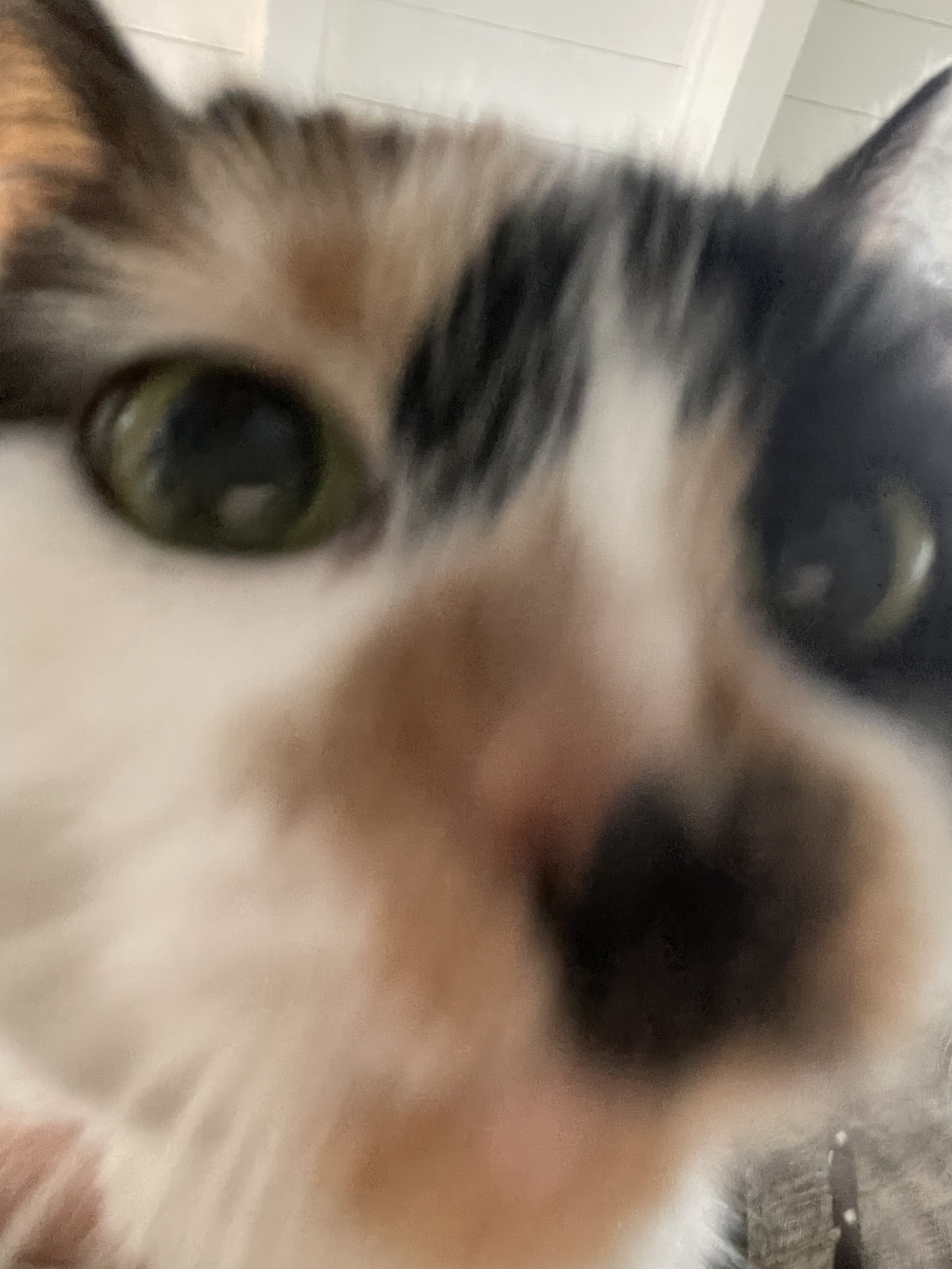 It was supposed to be a Christmas selfie, but who can resist a cat moment?