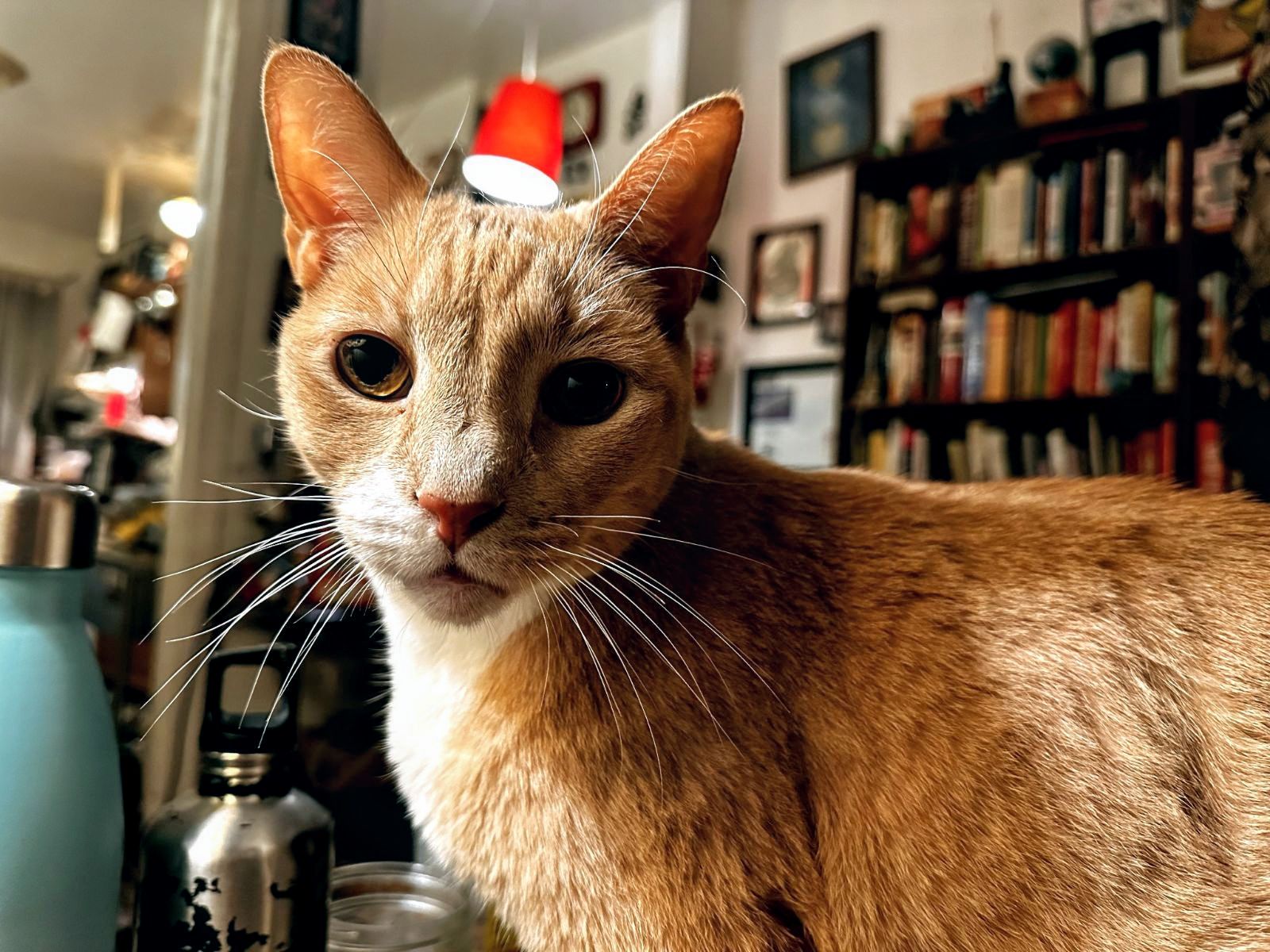 Meet Mario: The Smooth Operator of Fun