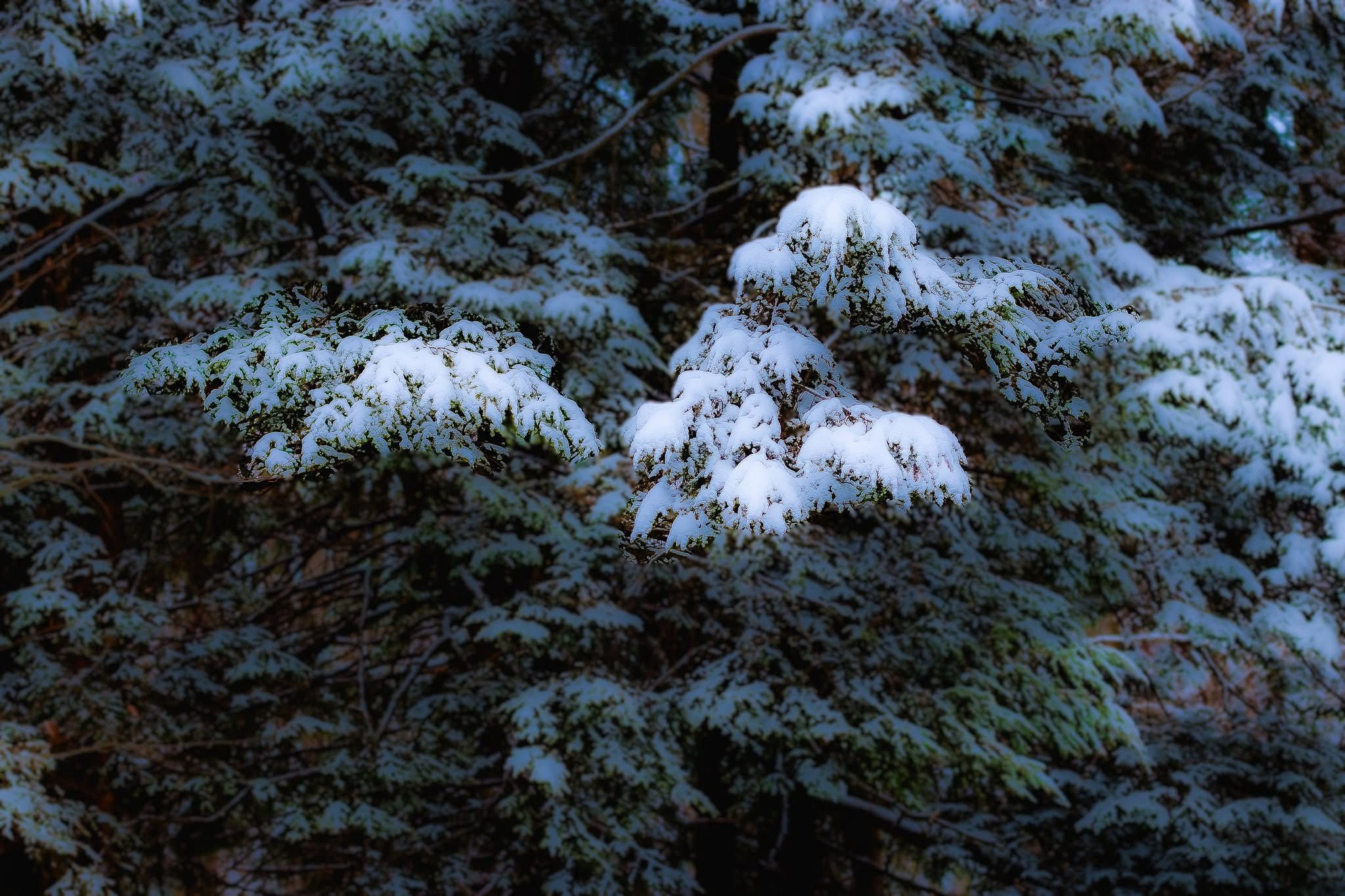 A Winter Wonderland of Snow