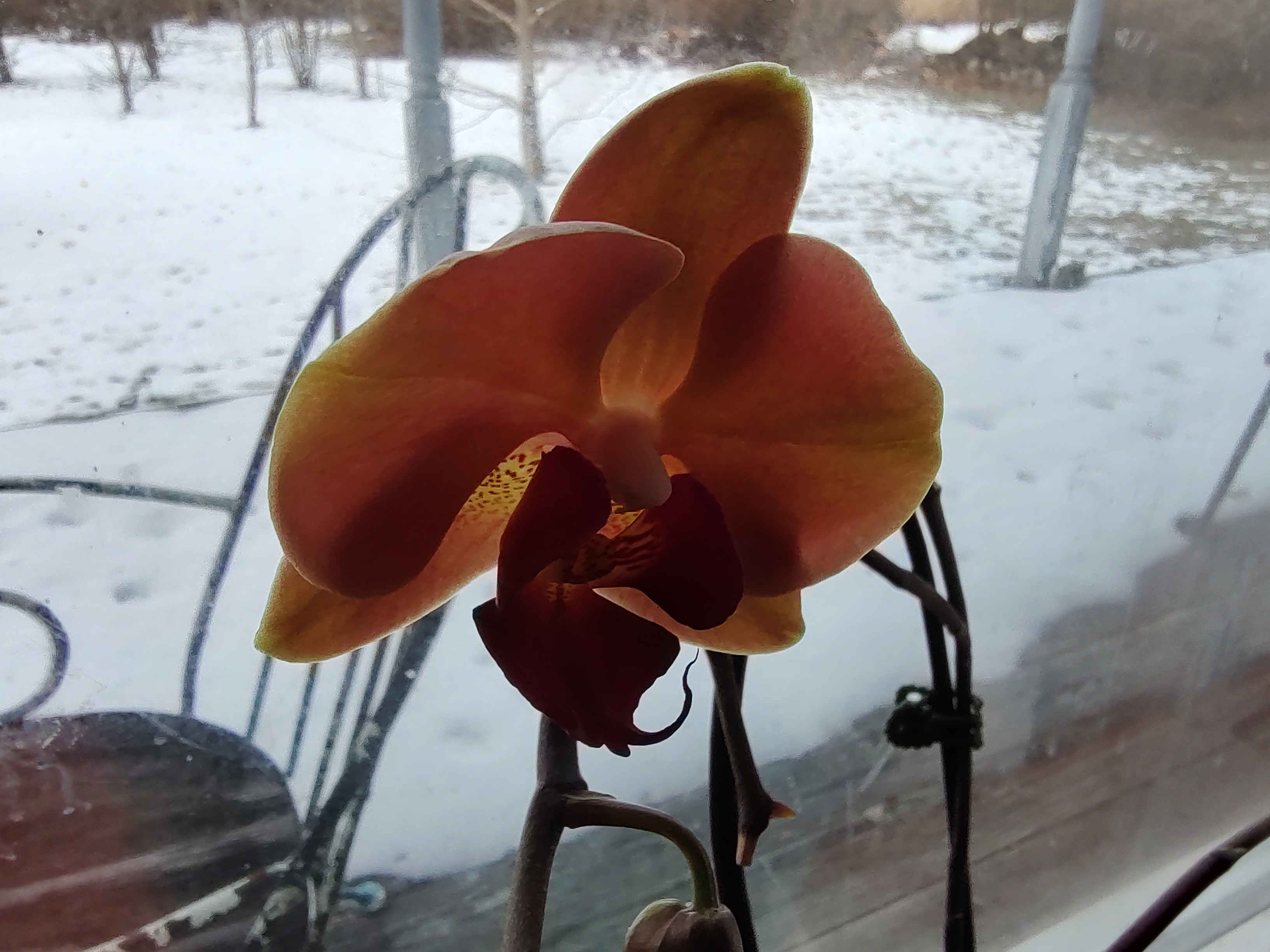 Orchid #3 - 01262025: A glimpse into nature's beauty.