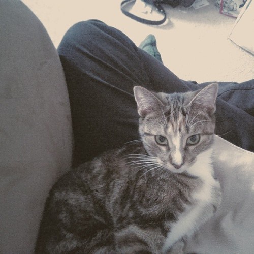 Today's Adorable Cat Highlight