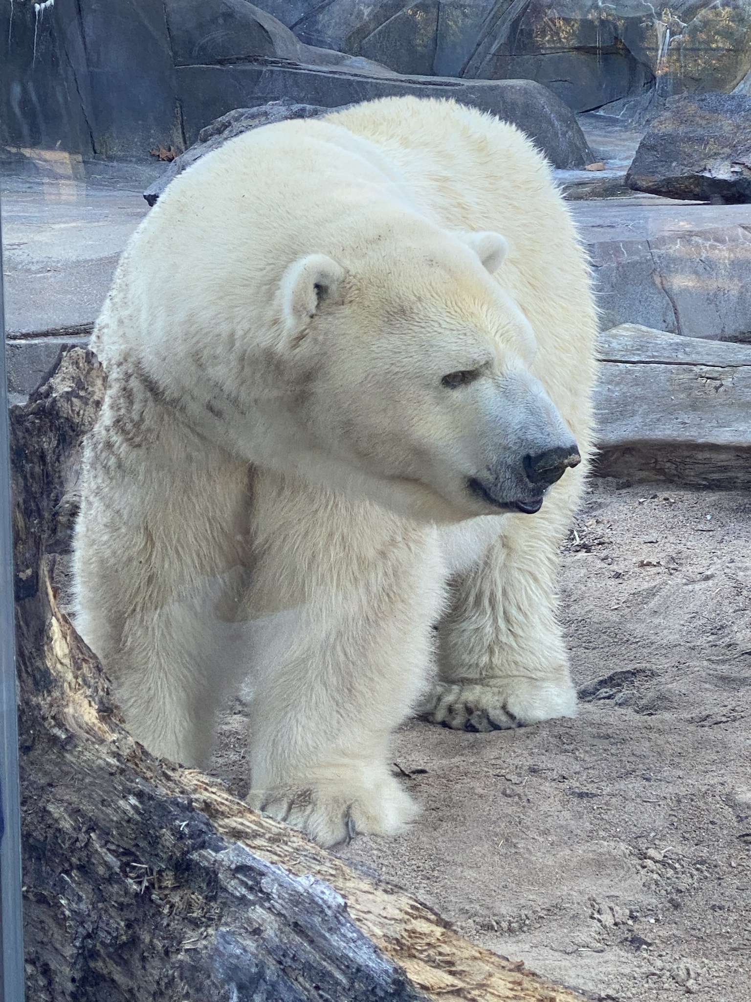 Exploring St. Louis: A Day at the Zoo and Beyond