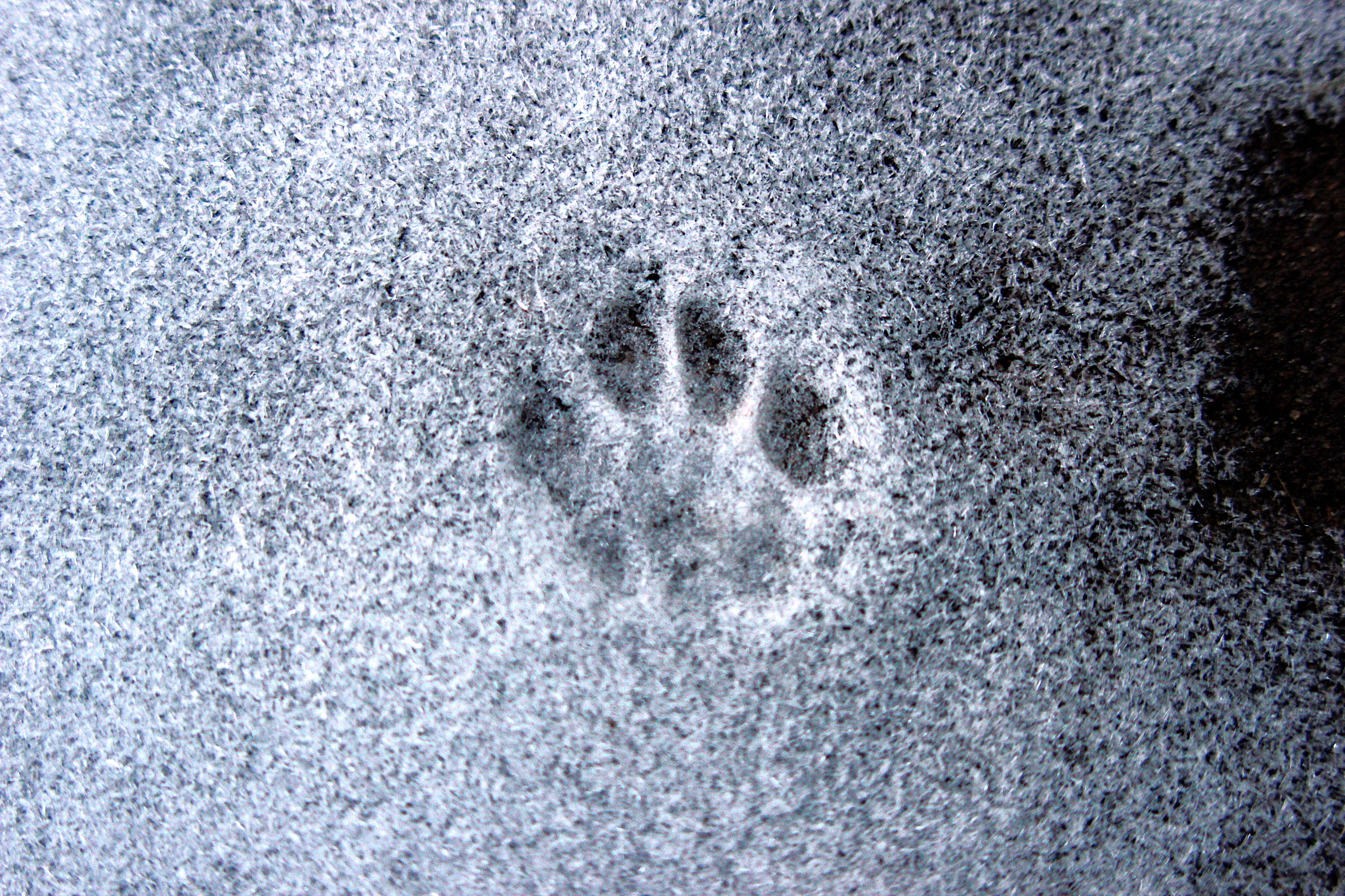 Adorable Pawprint Snapshot