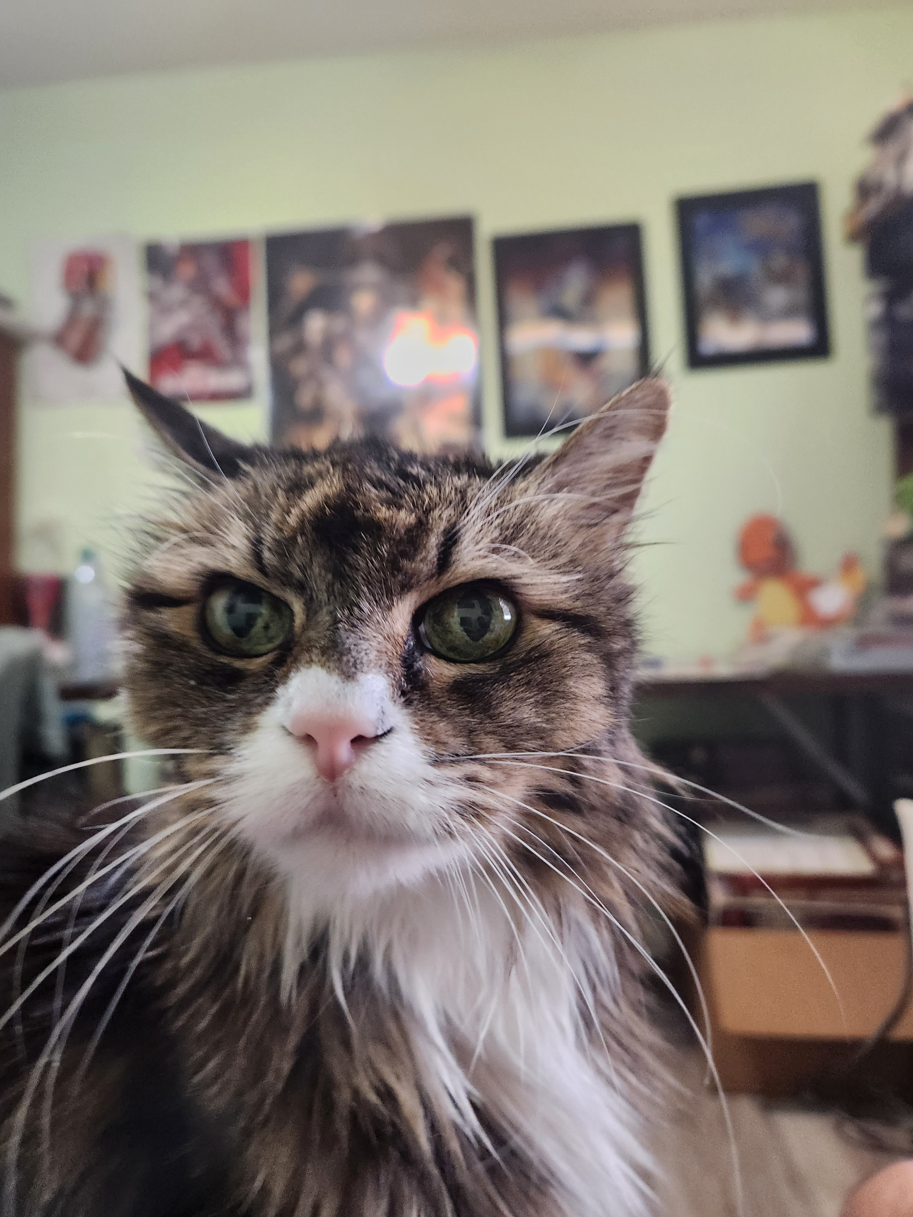 I showed you my adorable paws, now please respond!