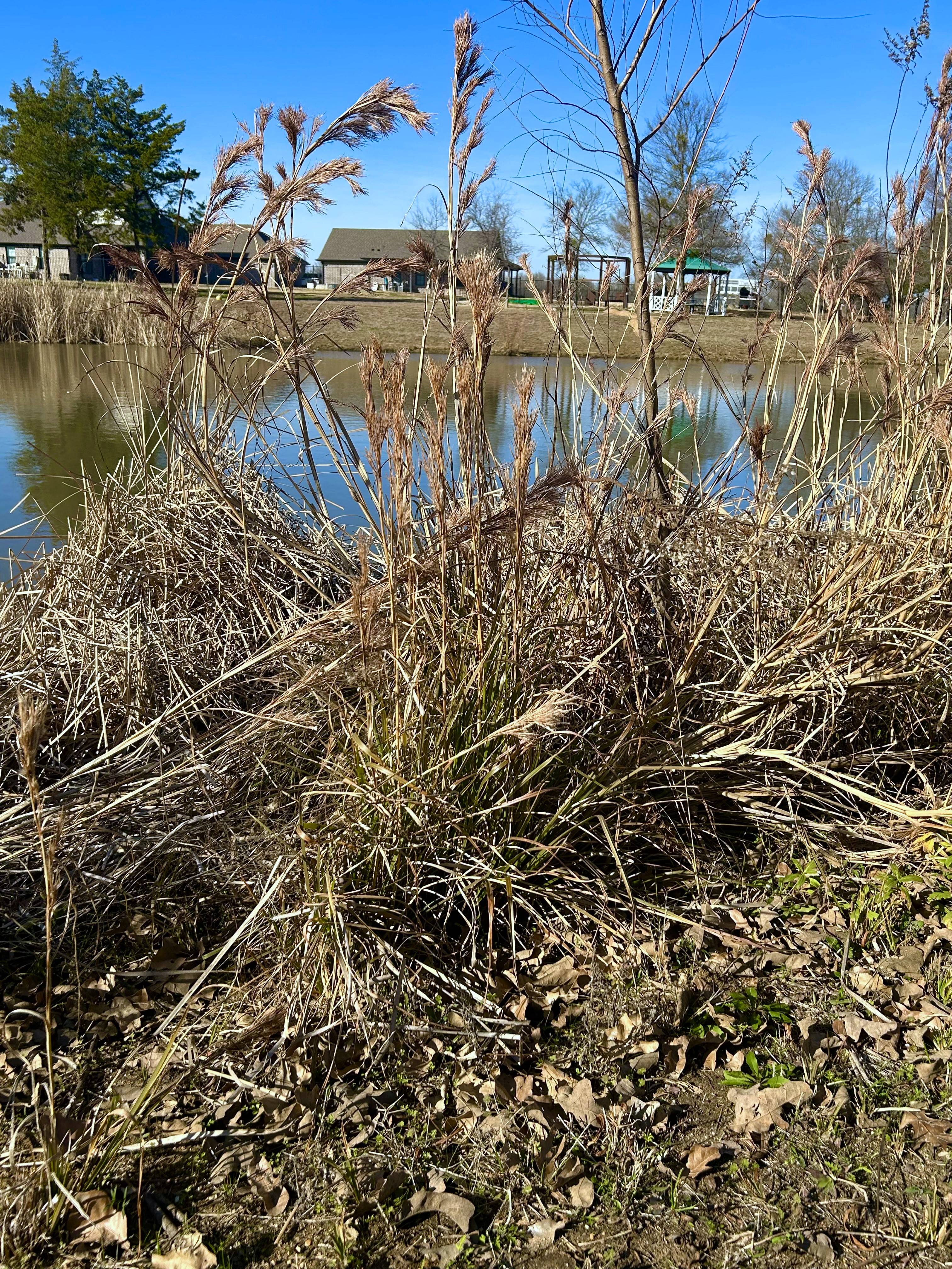 New Growth of Water Reeds Flourishing